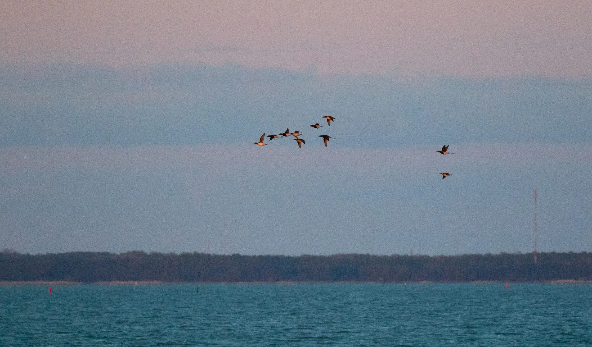 A flock of — you guessed it — Long-tailed Ducks taking off for the night.