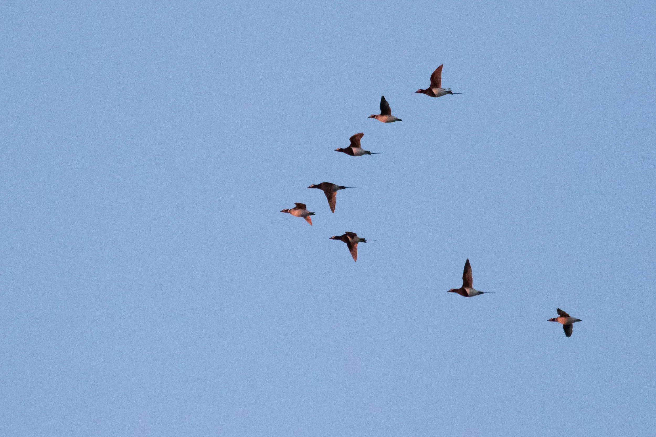 As birds were flying progressively higher, some groups could be seen quite close overhead. Before this evening I had not seen birds from below properly, as they would mostly fly at or below eye level.