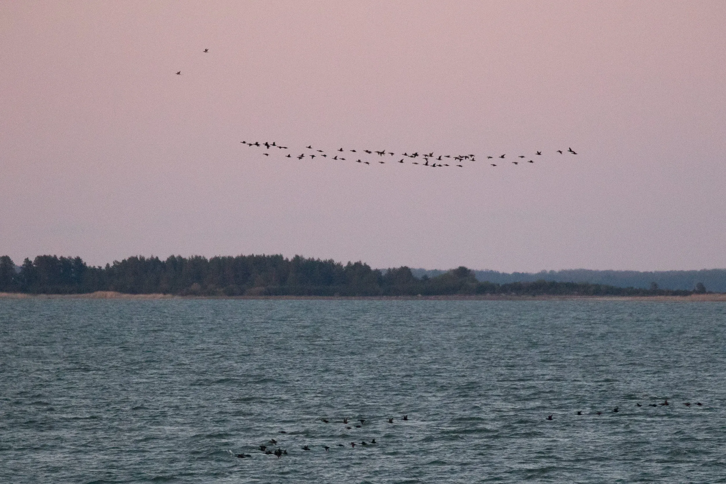 Common Scoters and a few Long-tailed Ducks.