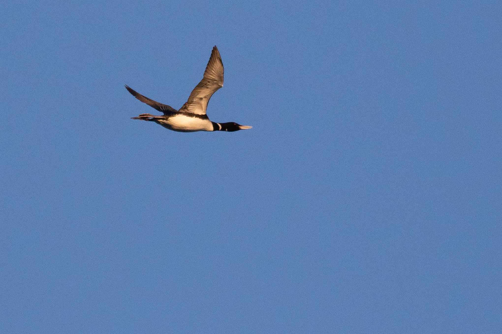 What. A. Bird! Yellow-billed Diver. The third one of the day.