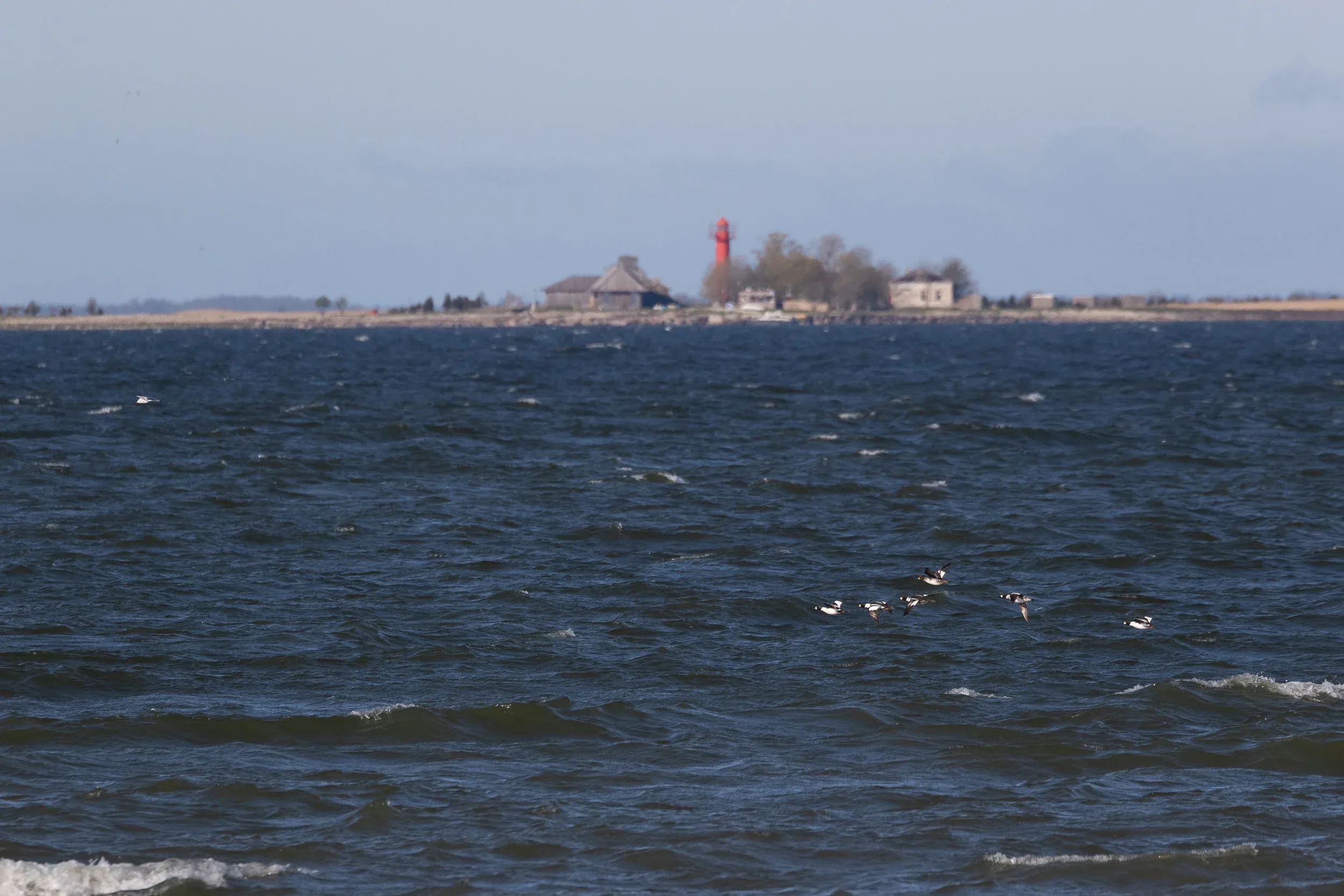 A small flock of Common Goldeneye, many of which — for some reason — were flying south rather than north.