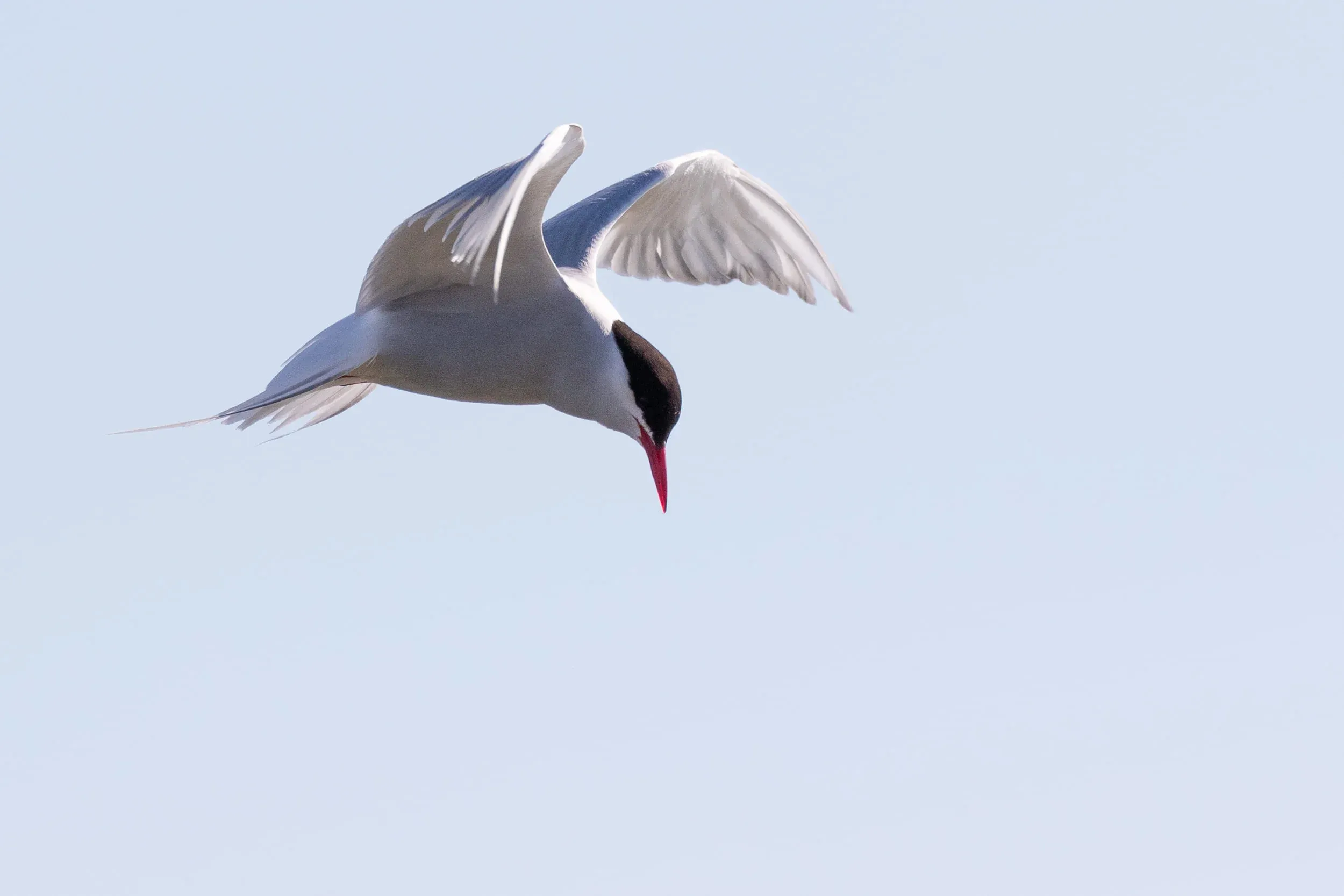 Arctic Tern, same bird as previous.
