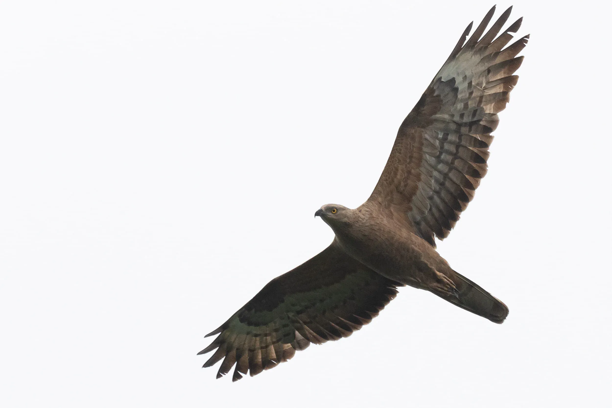 August 18th. A nice cream-coloured adult female Honey Buzzard. It’s difficult to say how common this plumage actually is in Batumi, but I guess I have seen around 5-10 similar birds this season. Besides the Crested-like coloration and the lack of carpal patches, these birds (probably mostly/all females) show a very typical structure and plumage for European Honey Buzzards.