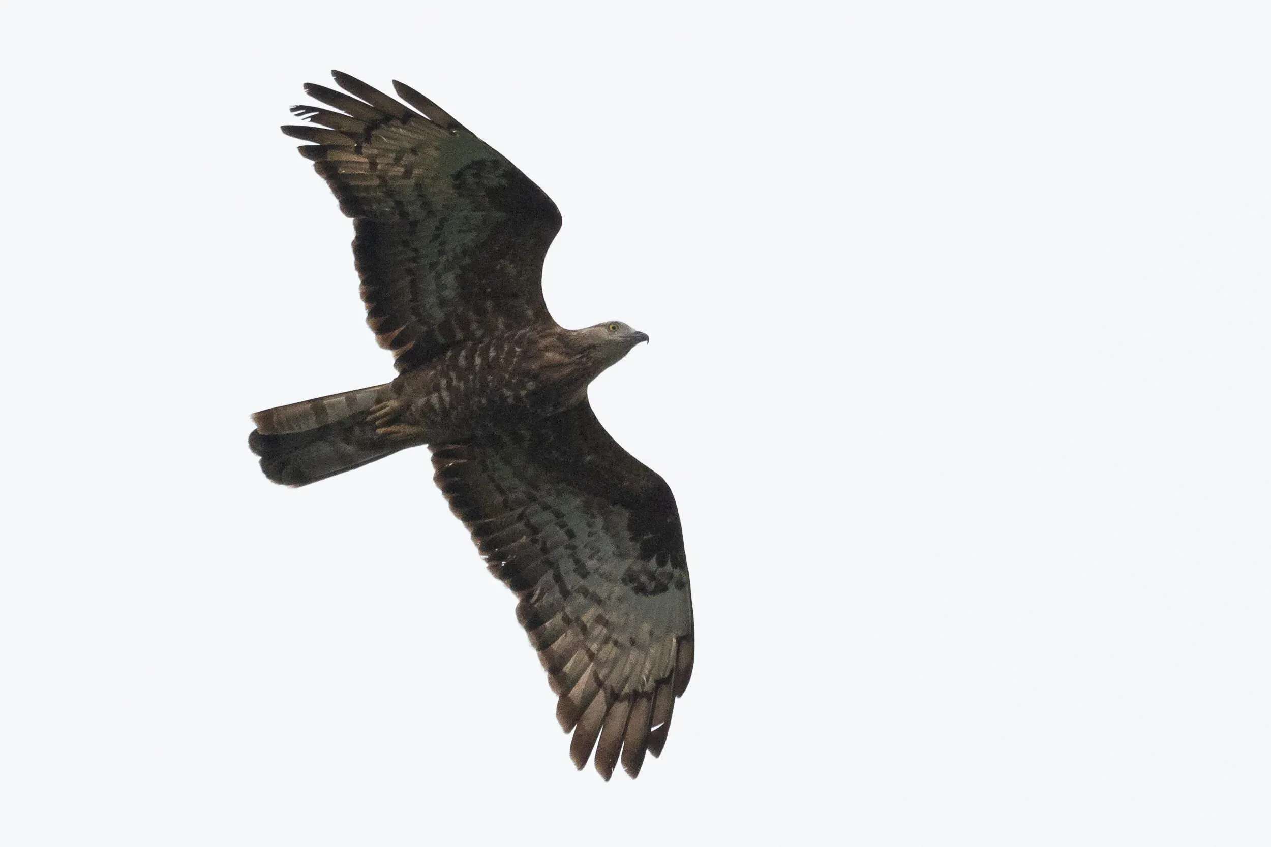 August 18th. A more (= very) typical adult female Honey Buzzard.
