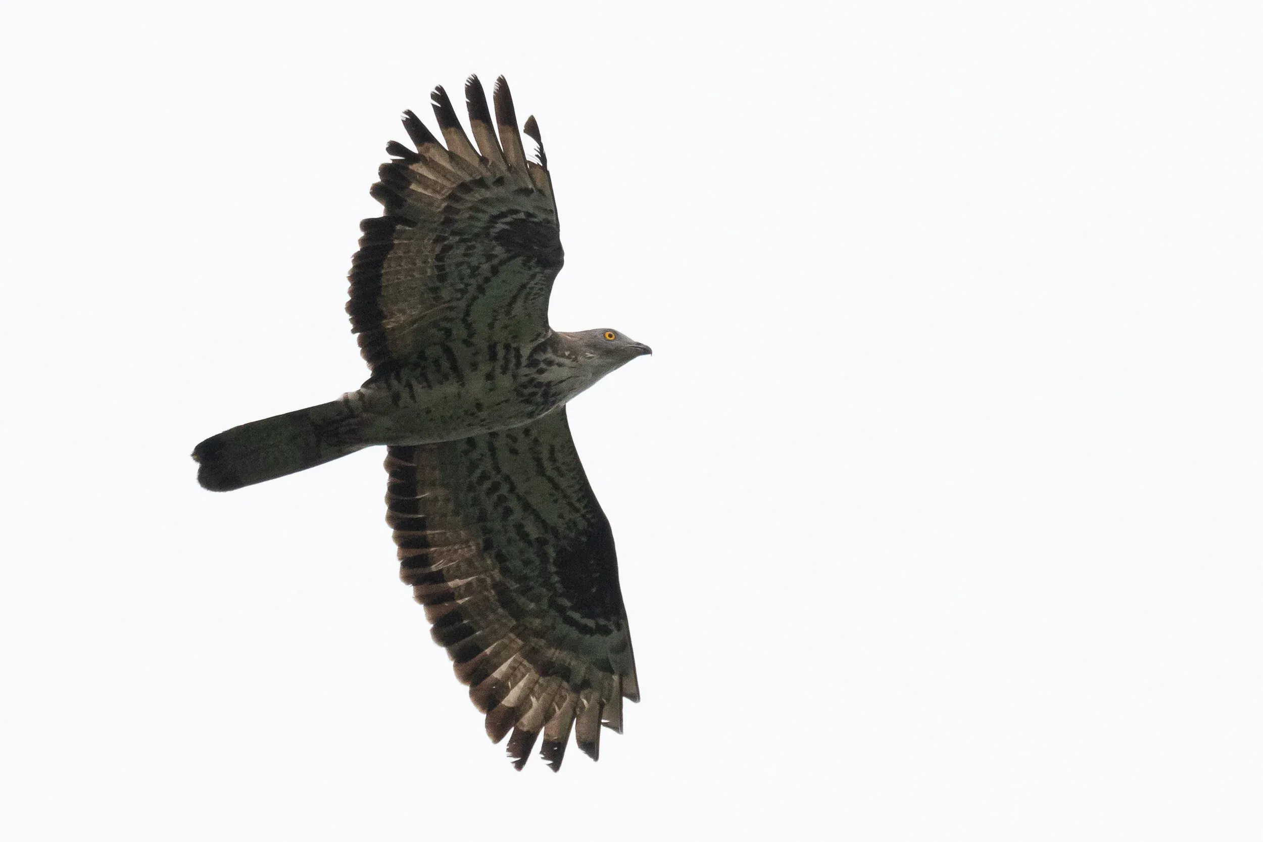 August 18th. A typical adult male Honey Buzzard.