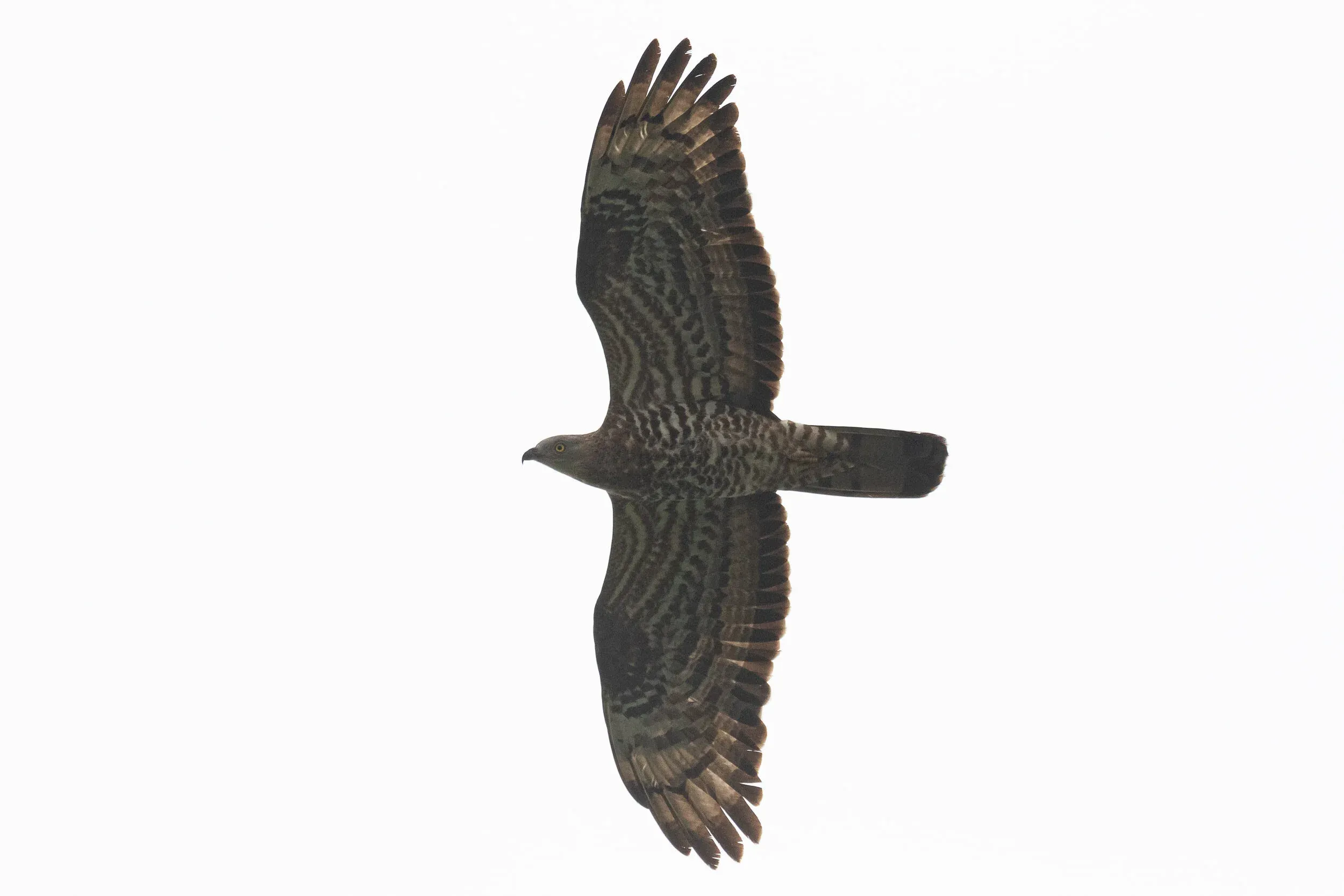August 18th. A decent number of individuals is not so straight-forward to sex. I think this is an (older?) female with a more male-like plumage, but showing female proportions. All flight feathers look dusky and simultaneously dipped in ink, but comparing with the previous male (which also appears dusky) I think this may just be the light.