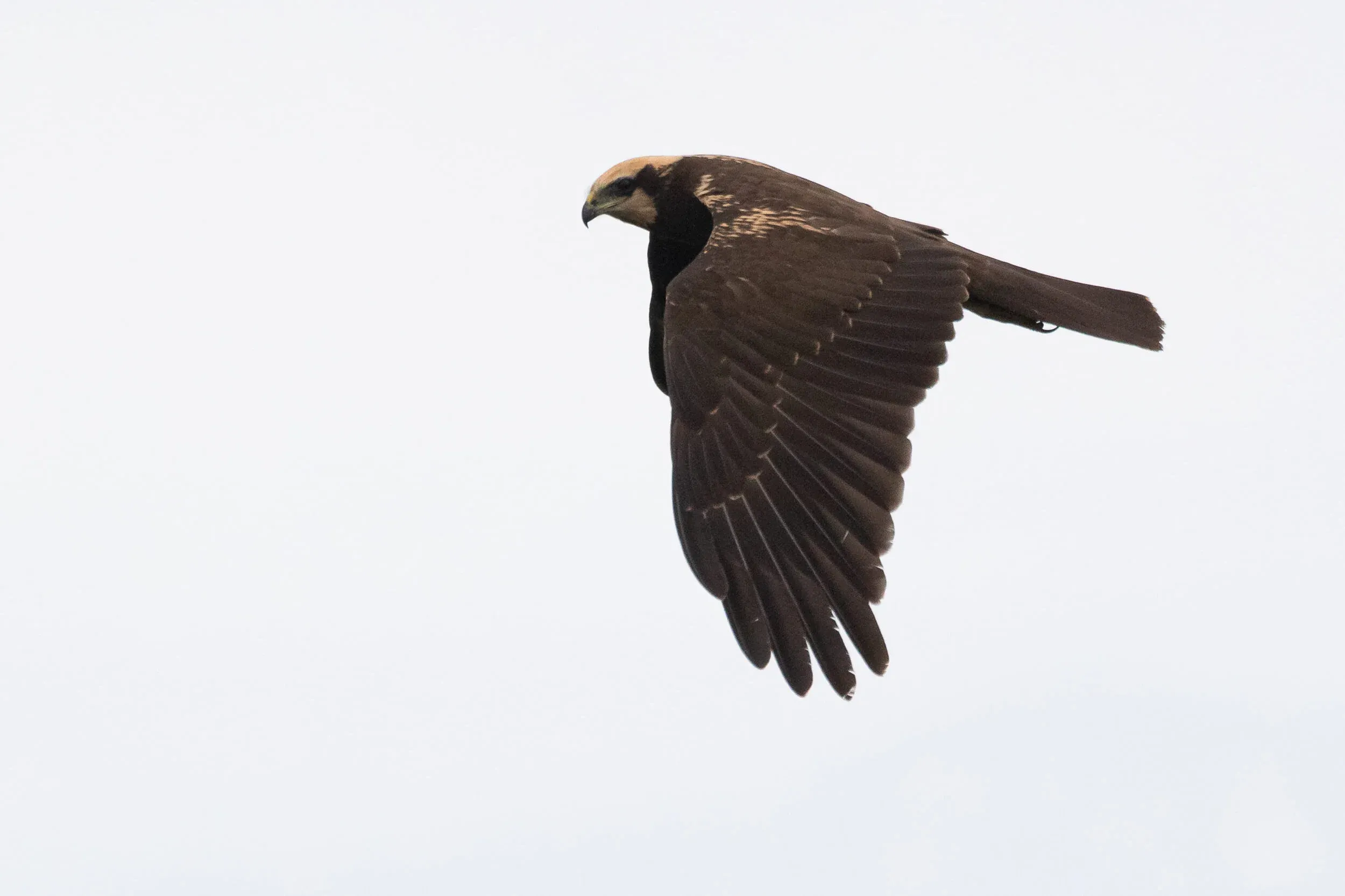 August 18th. Same bird as previous showing the best features to separate juveniles from non-juveniles: the lack of signs of moult and the light tips to the greater coverts on the upperwing.