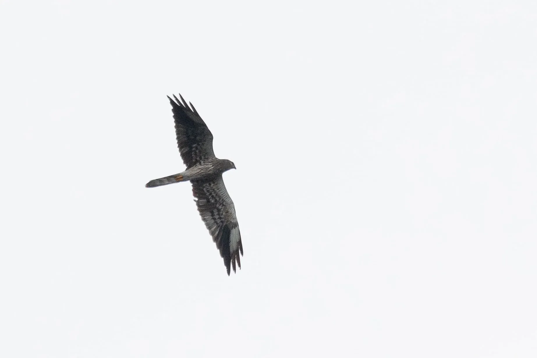 August 22nd. Crappy photo of an immature male Montagu’s Harrier showing a mixture of juvenile outer primaries and adult-type inner primaries, and retained juvenile secondaries.