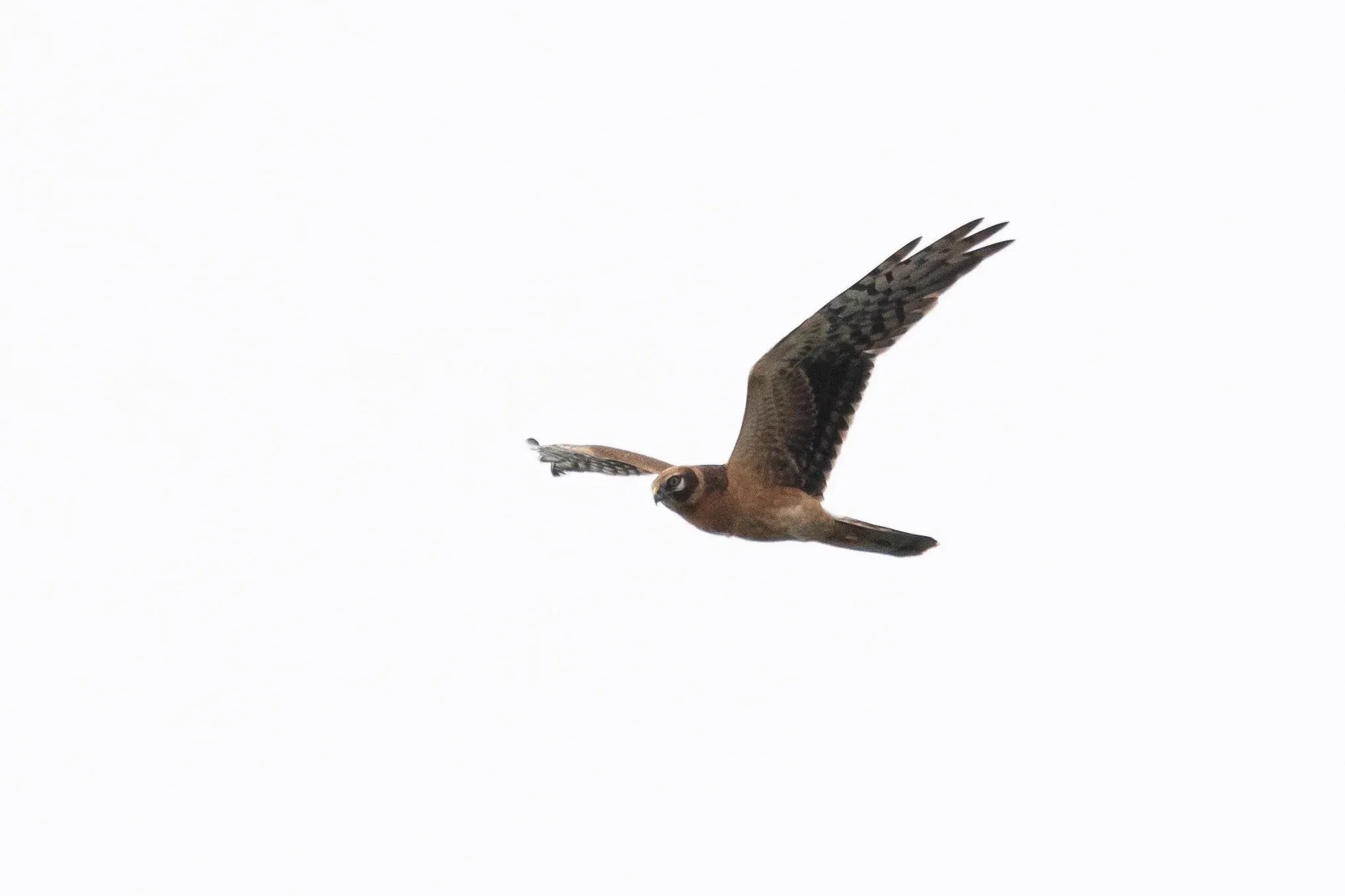 August 22nd. Juvenile male Pallid Harrier. Notice how the collar is a lighter shade than the body plumage here, whereas the previous Montagu’s shows it in the same shade.