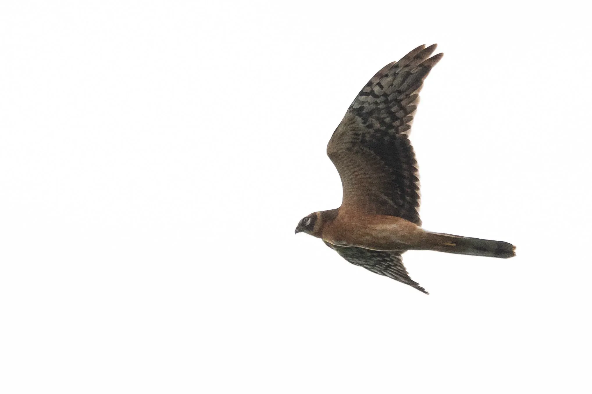 August 22nd. Same bird as previous.