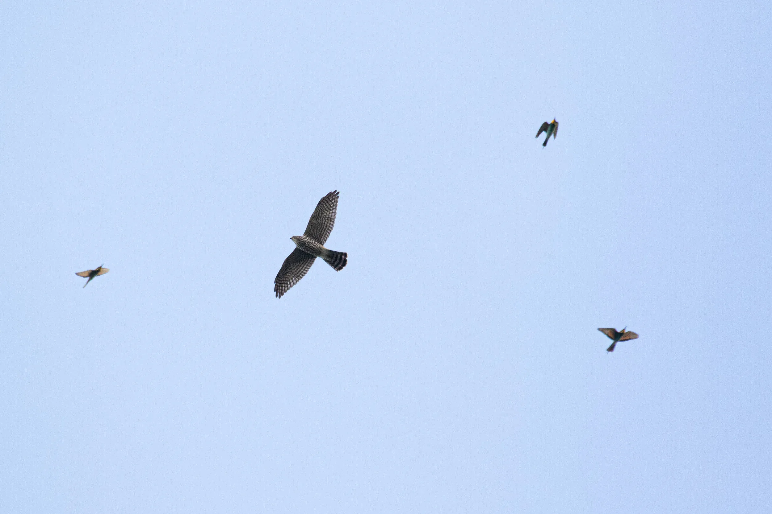 August 25th. In August, Bee-eaters are omni-present, but so are Levant Sparrowhawks, like this juvenile.