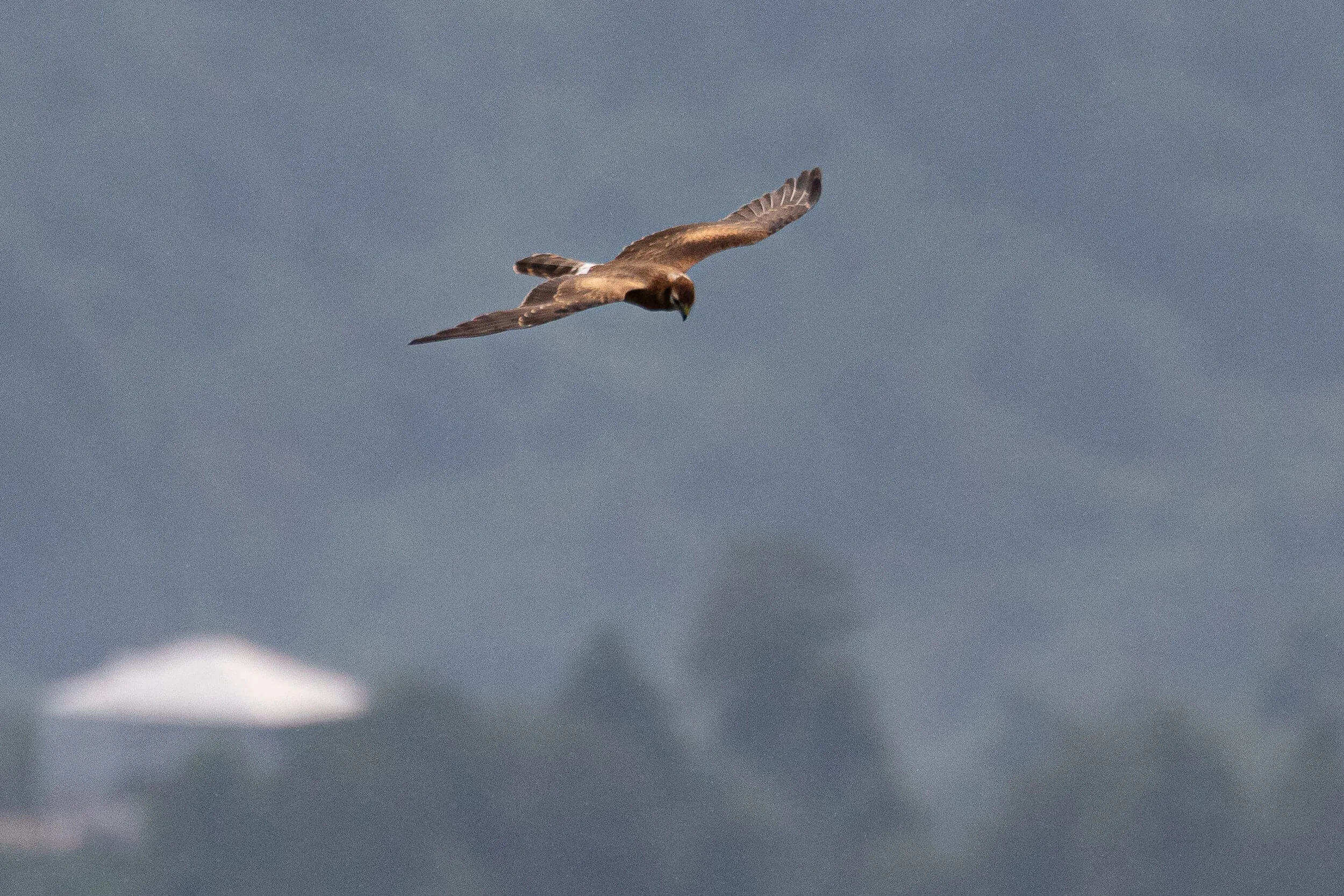 August 27th. Juvenile Montagu’s Harrier. Notice the pale spots on both side of the crown, which I think is quite a good pointer for Montagu’s vs. Pallid Harriers.