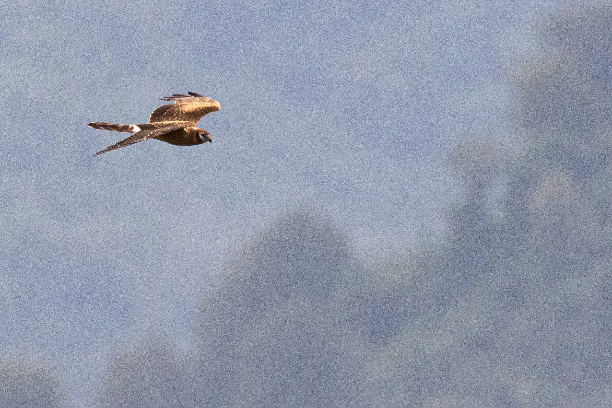 August 27th. Same bird as previous.