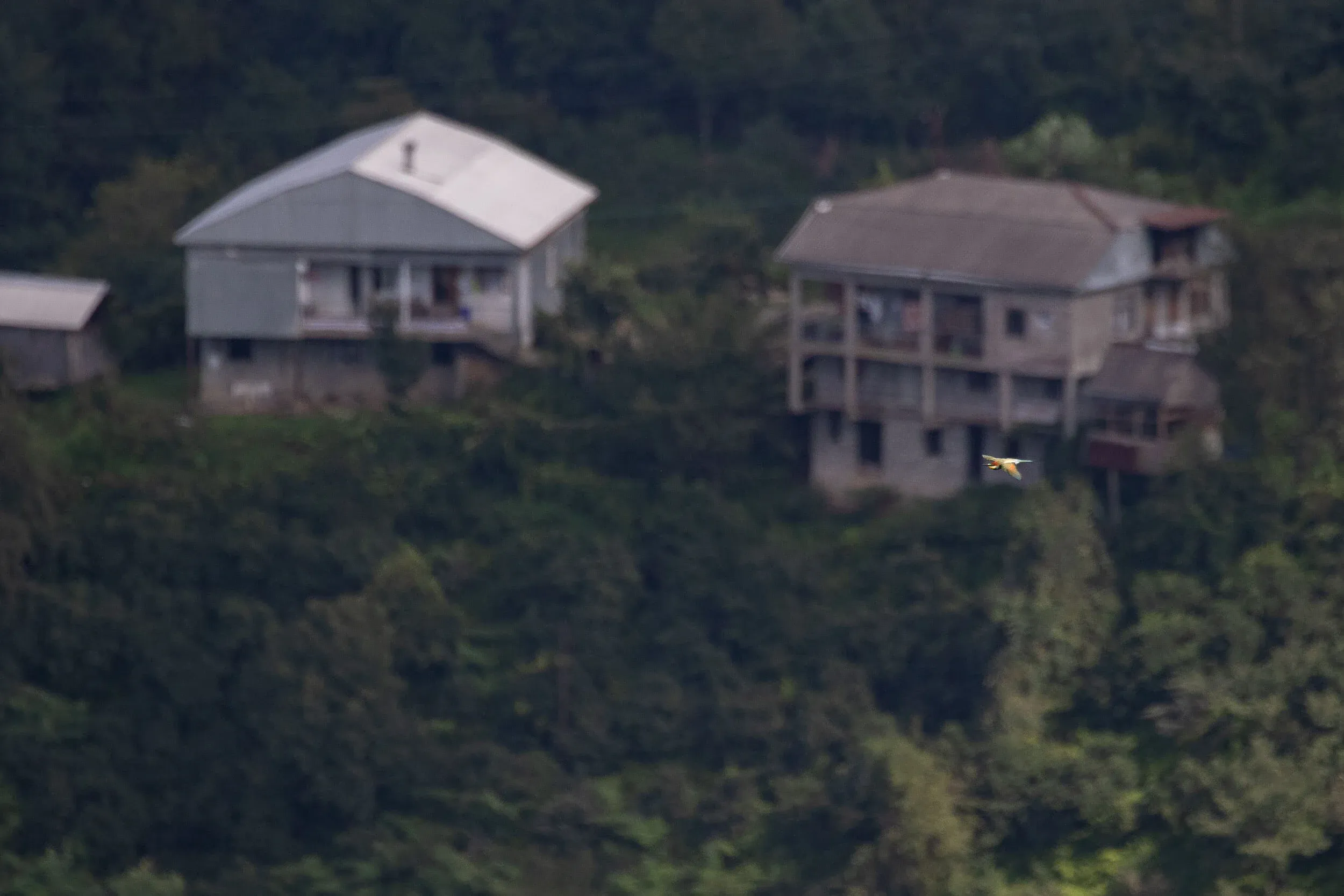 August 28th. Bee-eaters have a tendency to traverse the bottleneck in a very erratic fashion. We therefore do not count the species, as the counts would be incredibly inconsistent and unreliable.