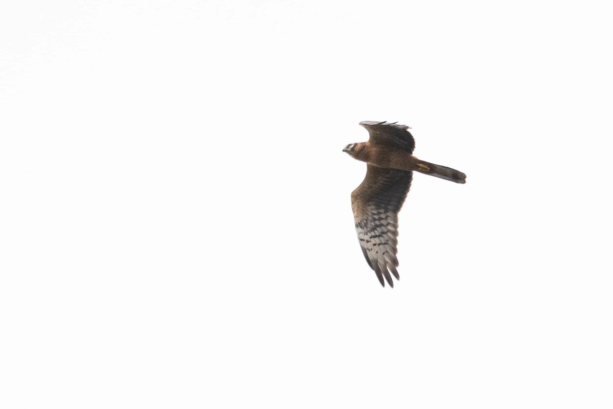 August 29th. Another juvenile Montagu’s Harrier (probably a male).