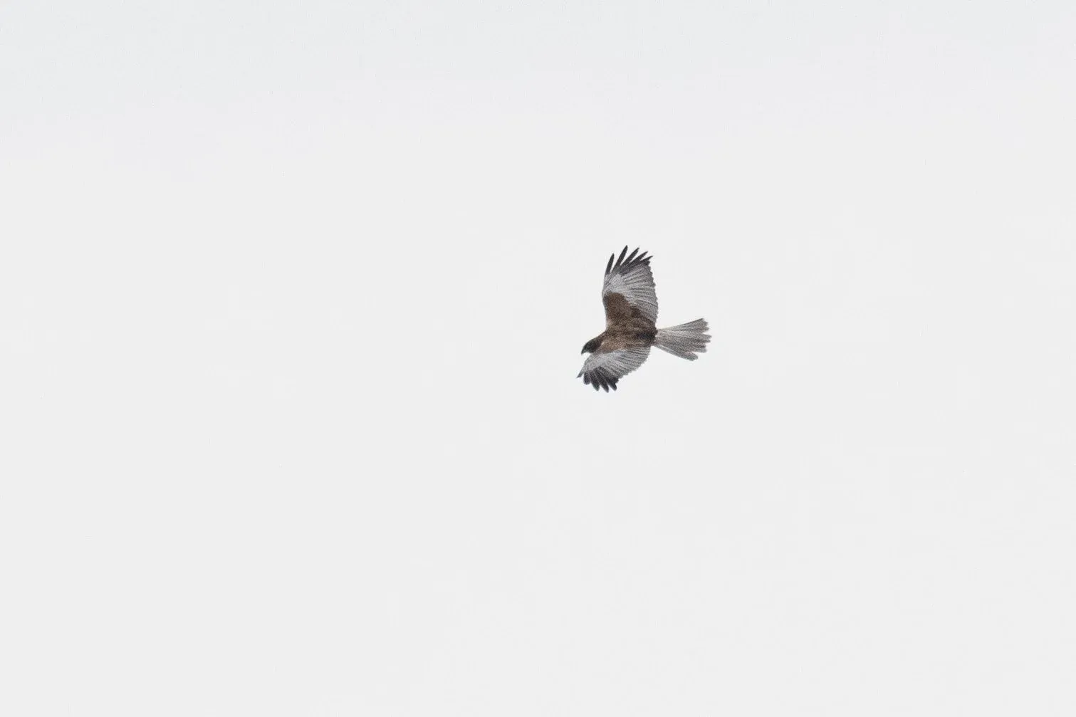 August 30th. Usually adult male Marsh Harriers show quite a variegated upperwing plumage, so this is about as uniform as they can get. This bird shows almost no signs of yellow mottling and a very uniform brown patch contrasting sharply with a very uniform grey and black outer wing.