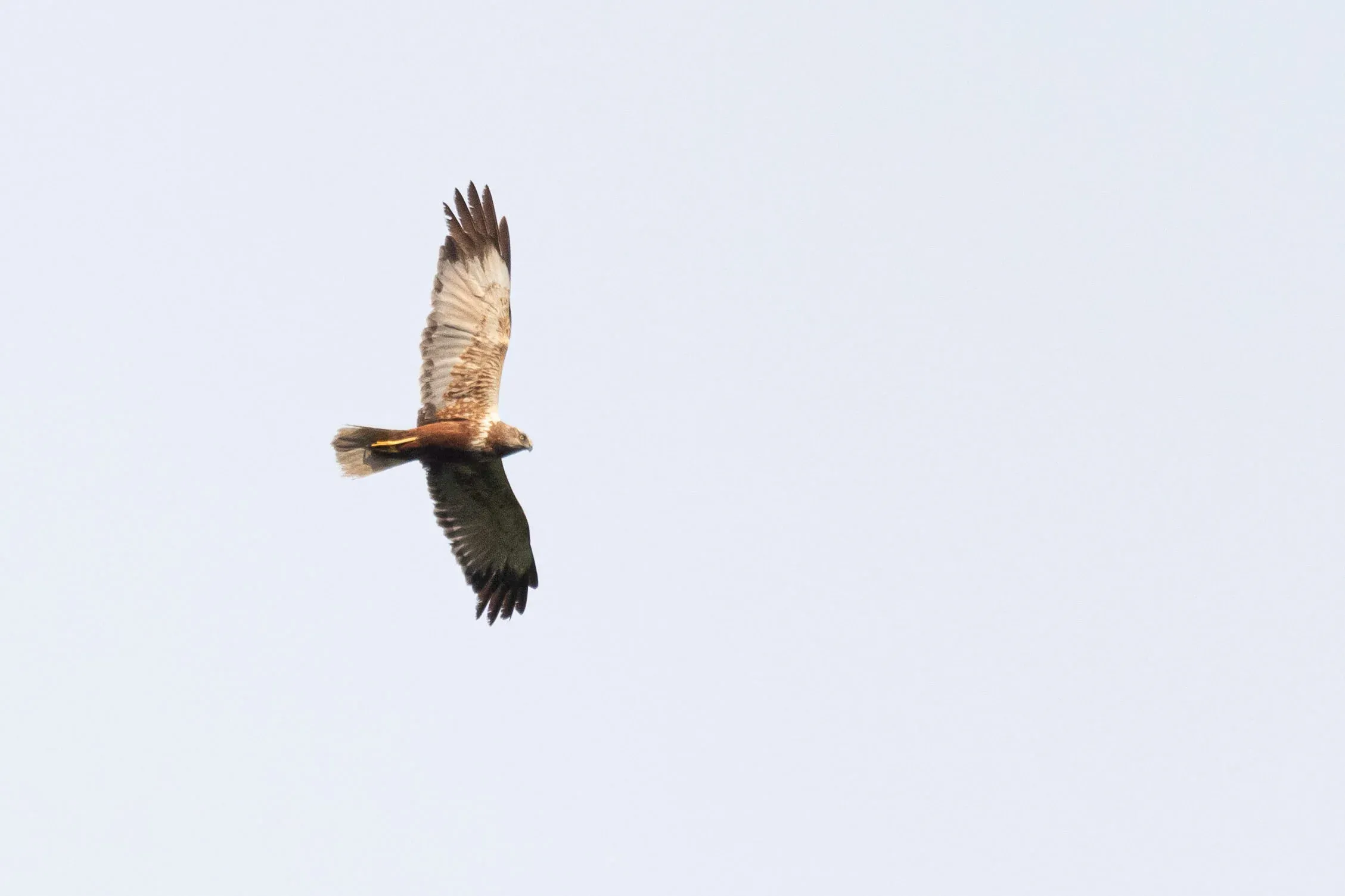 August 30th. Typical underwing of an adult male Marsh Harrier.