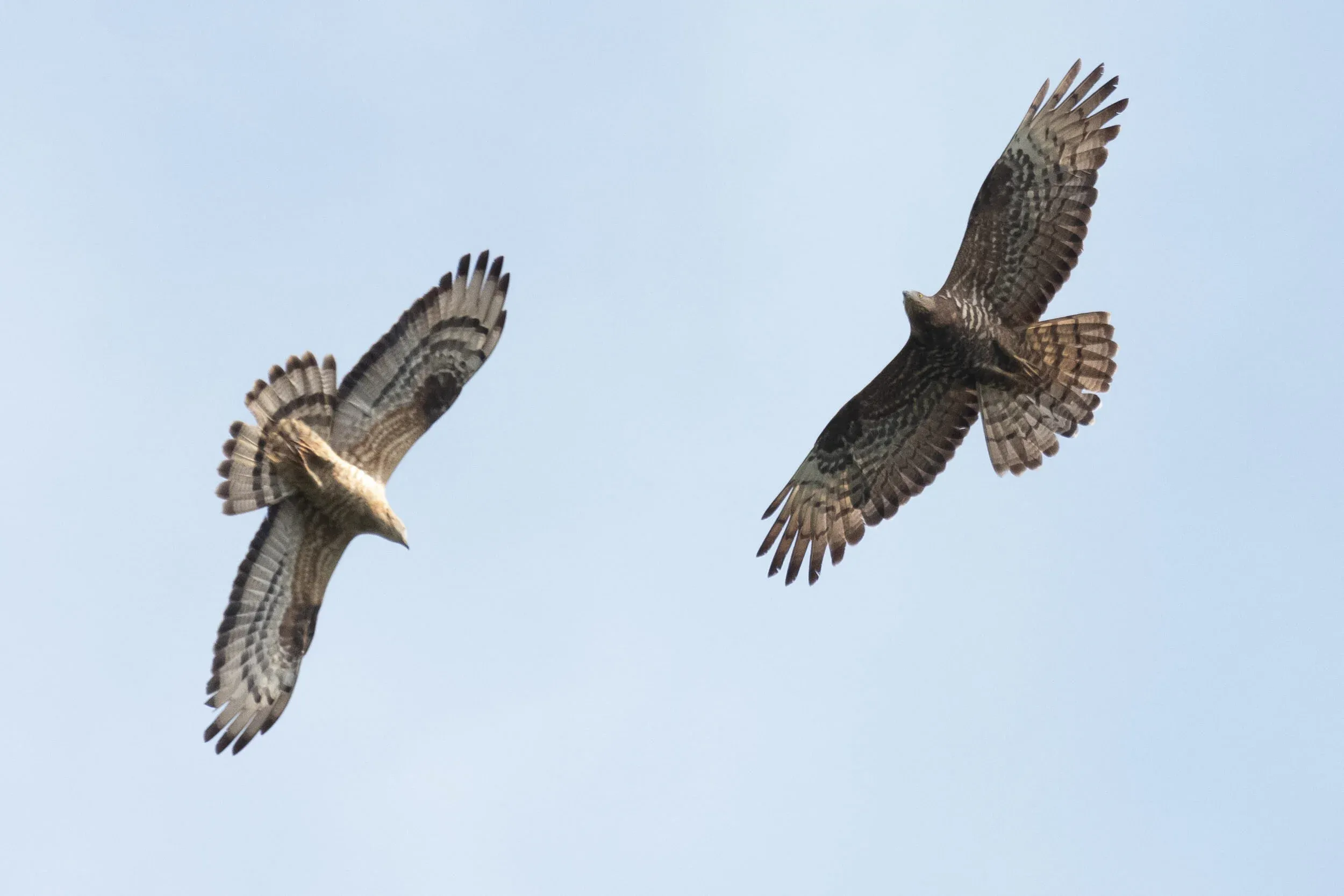 August 30th. Adult male (left) and female (right) Honey Buzzard.