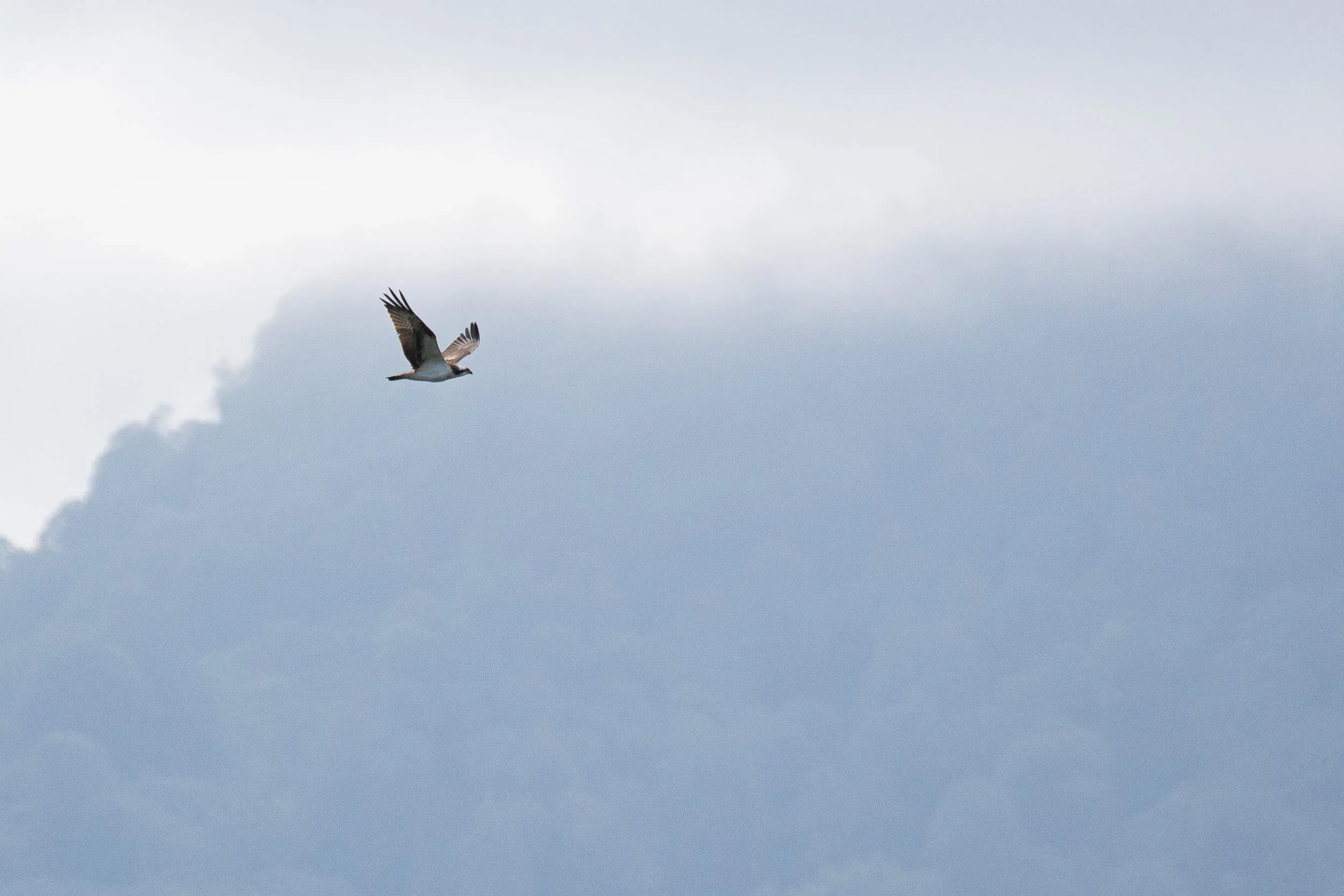 August 31st. A juvenile Osprey in front of ‘Big Momma’.