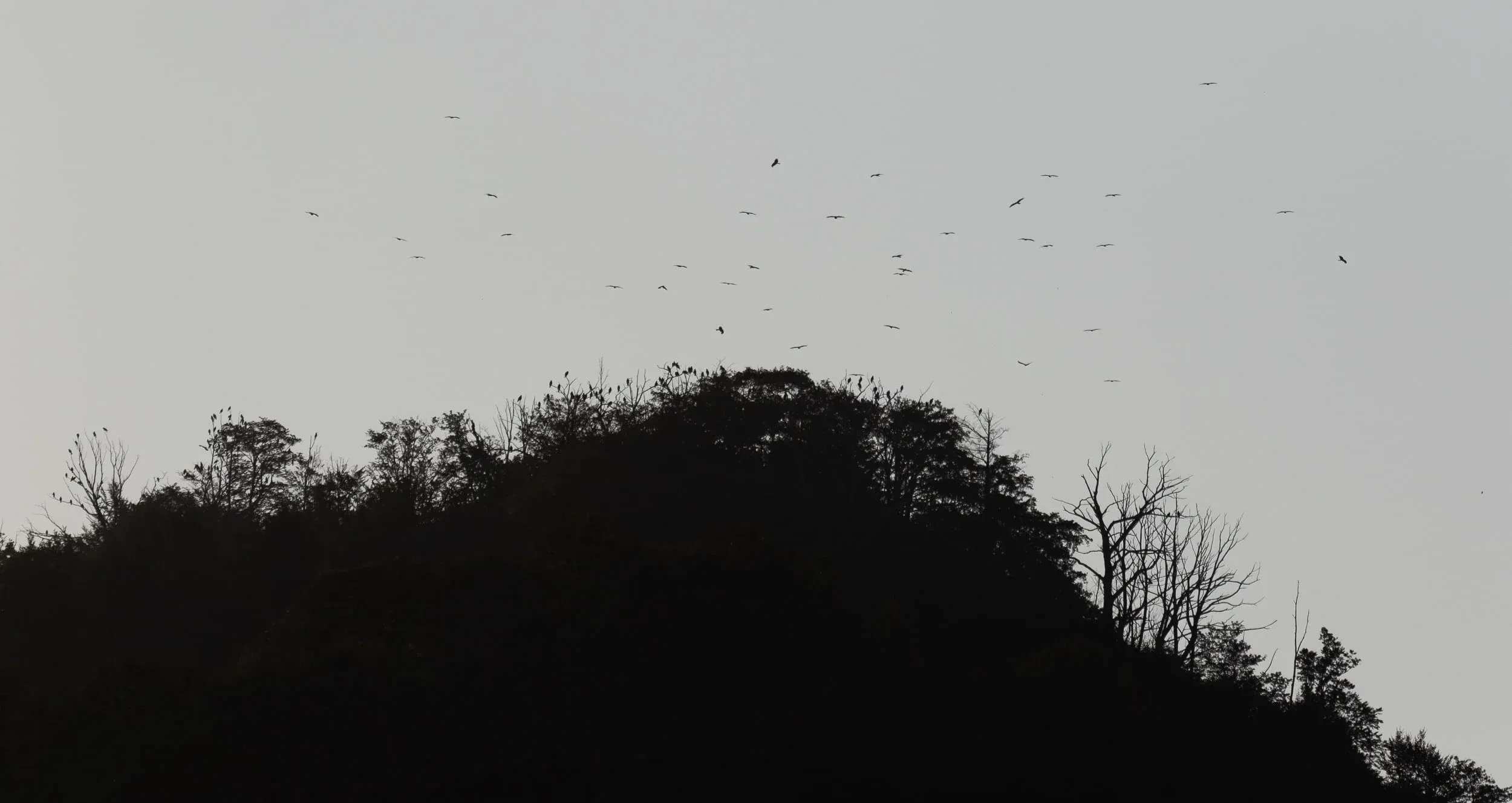 September 1st. A flock of Black Kites leaving the roost on ‘Little Ginger’, next to Station 2.