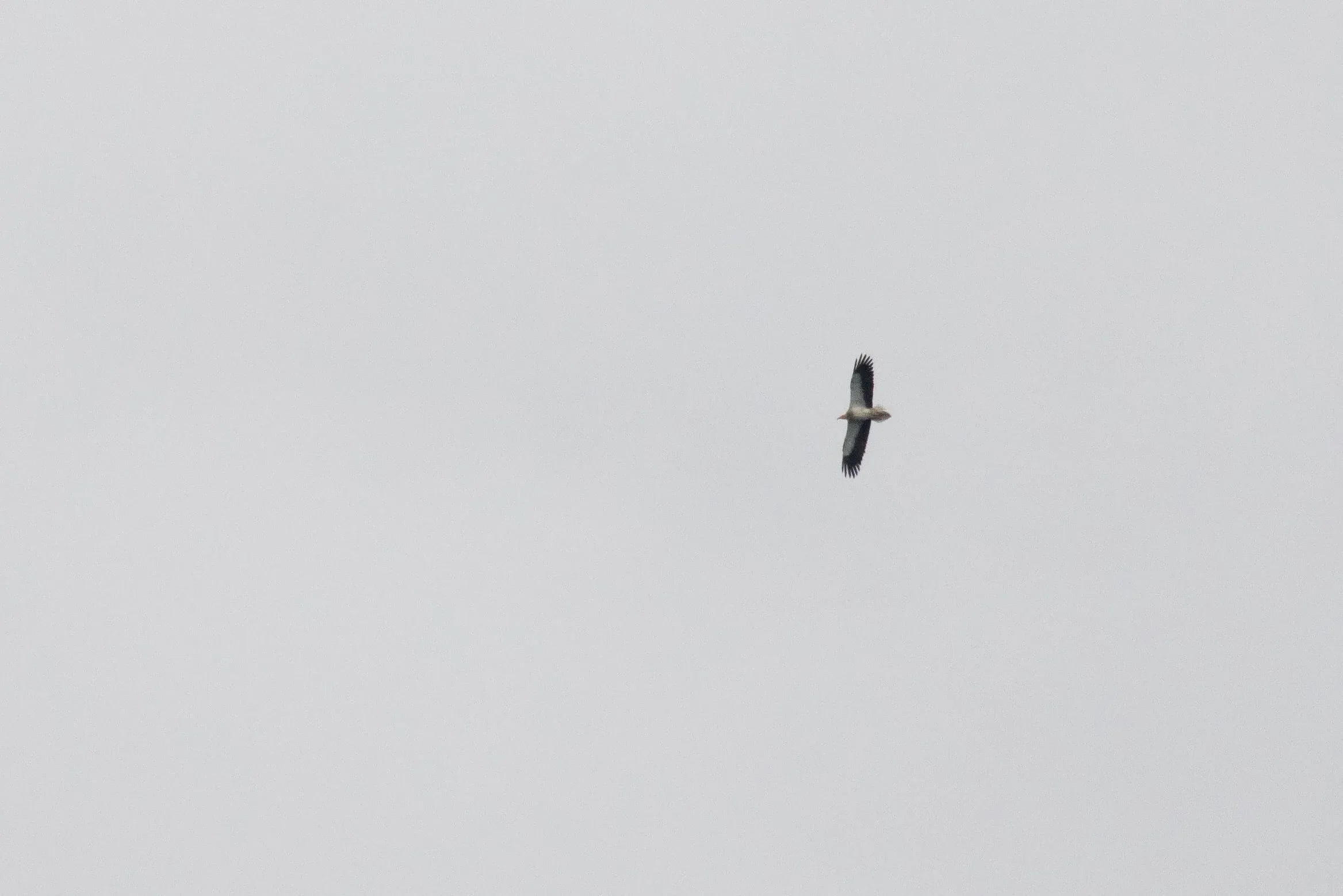 September 1st. An adult Egyptian Vulture. Somehow, this species always remains distant for photos. They also have a habit of ignoring flocks and streams altogether and just moving through the bottleneck on their own.