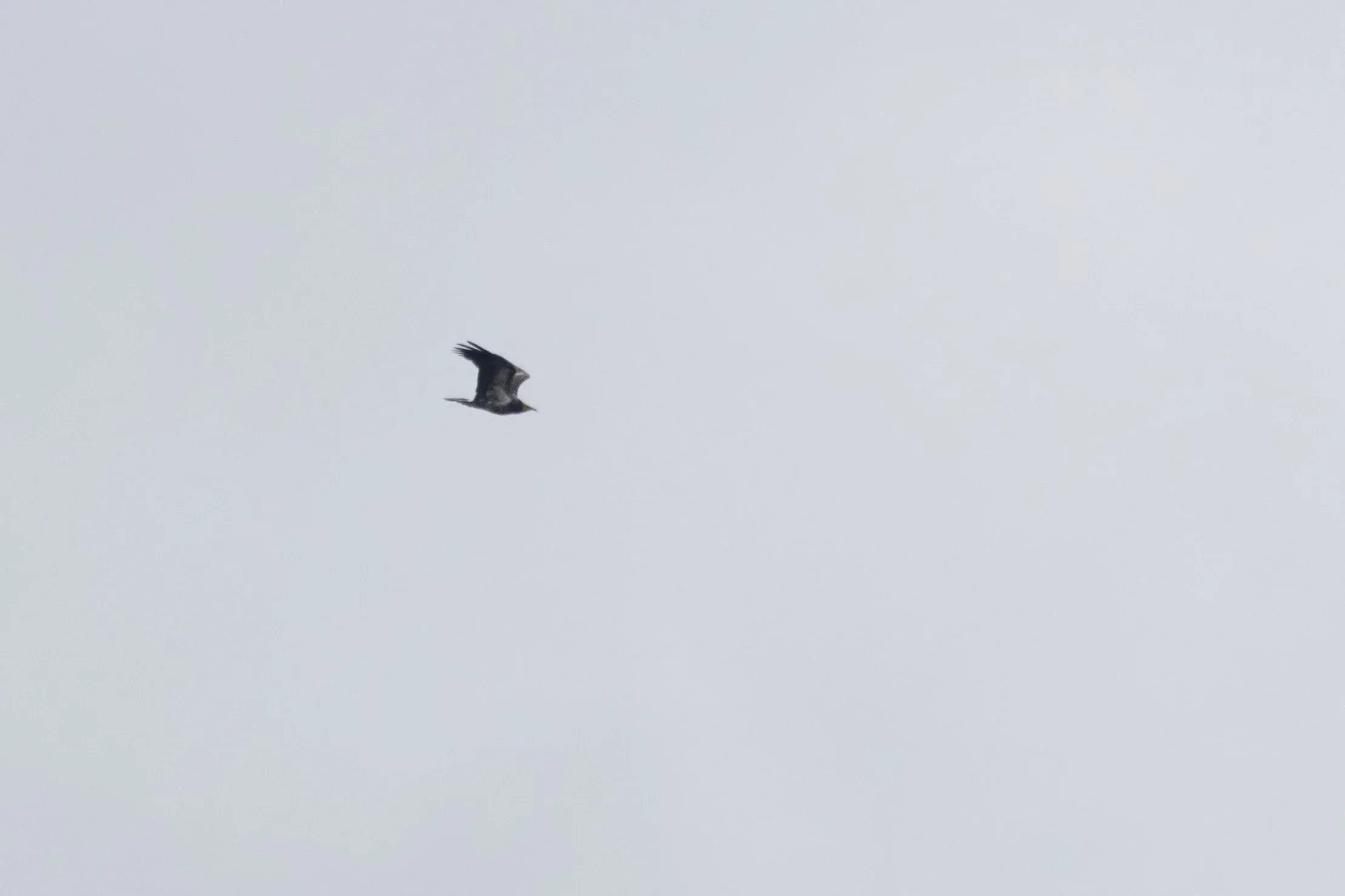 September 3rd. Immature (2nd plumage) Egyptian Vulture, once again a crappy record shot of a distant bird.