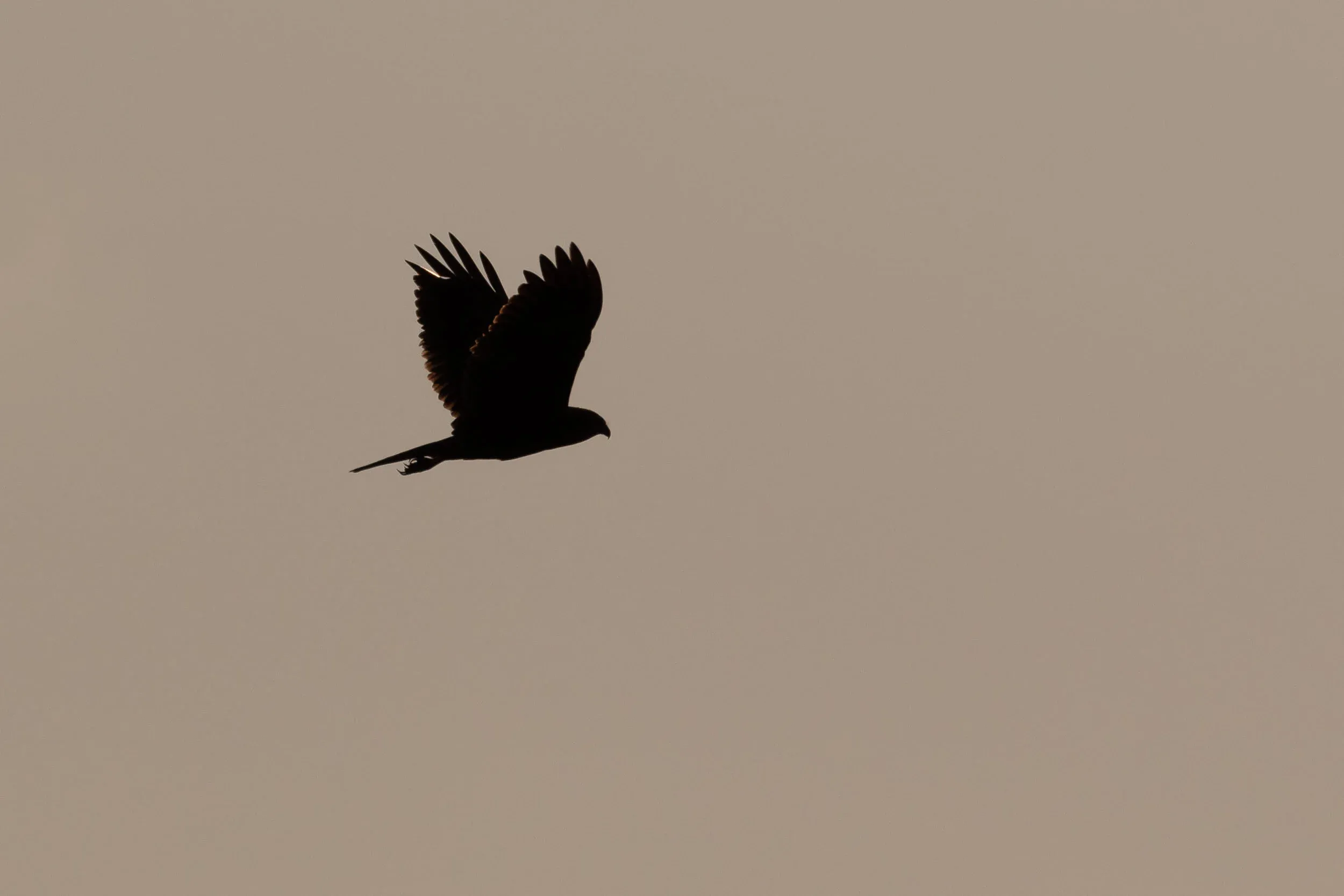 September 4th. Marsh Harriers show some silhouette features that no other medium-sized raptors in the bottleneck show to the same degree: they tend to have very prominent and large feet and a comparatively large bill that also happens to be angled downwards most of the time. These are quite good identification pointers on birds gliding away from you, when it is difficult to judge wing position and shape adequately.