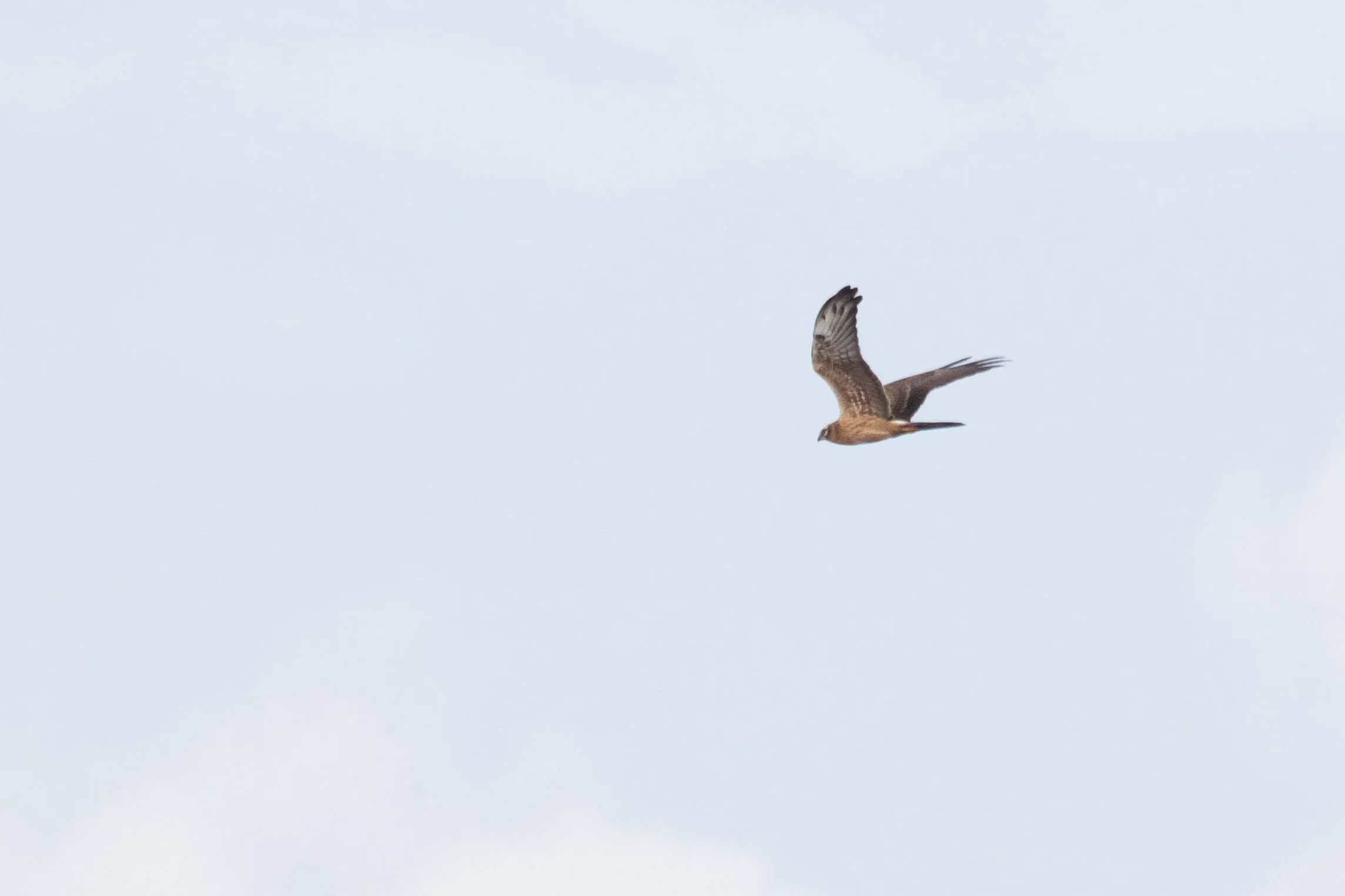 September 4th. Juvenile Montagu’s Harrier, once again showing substantial barring to the underwing median and greater coverts.