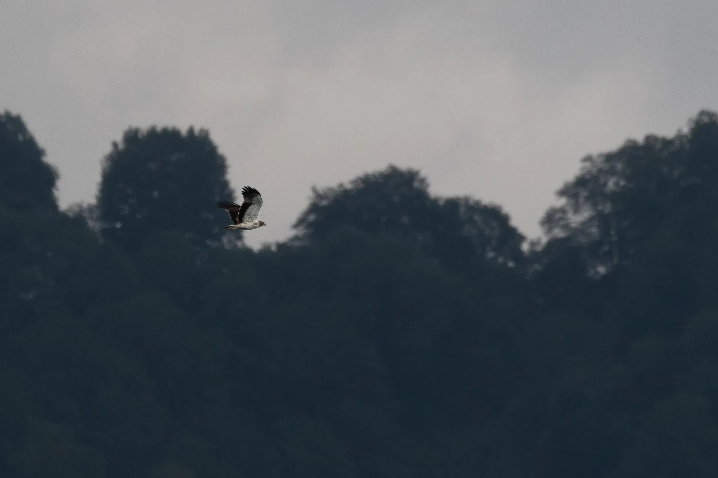 September 5th. Light morph Booted Eagle against the ridge.