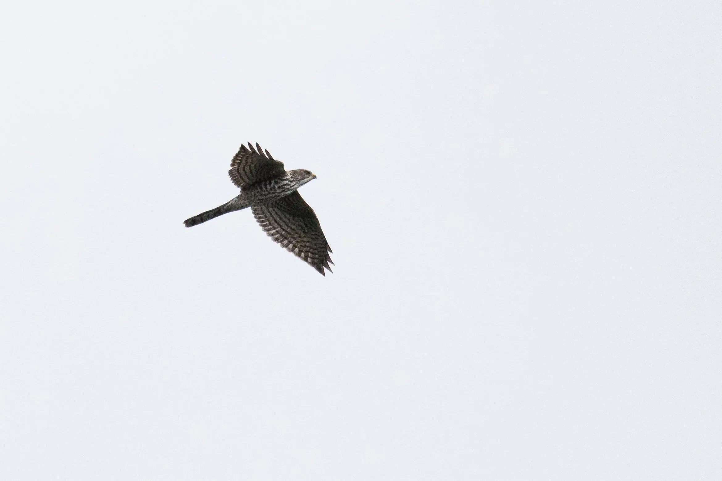 September 5th. Juvenile Levant Sparrowhawk.