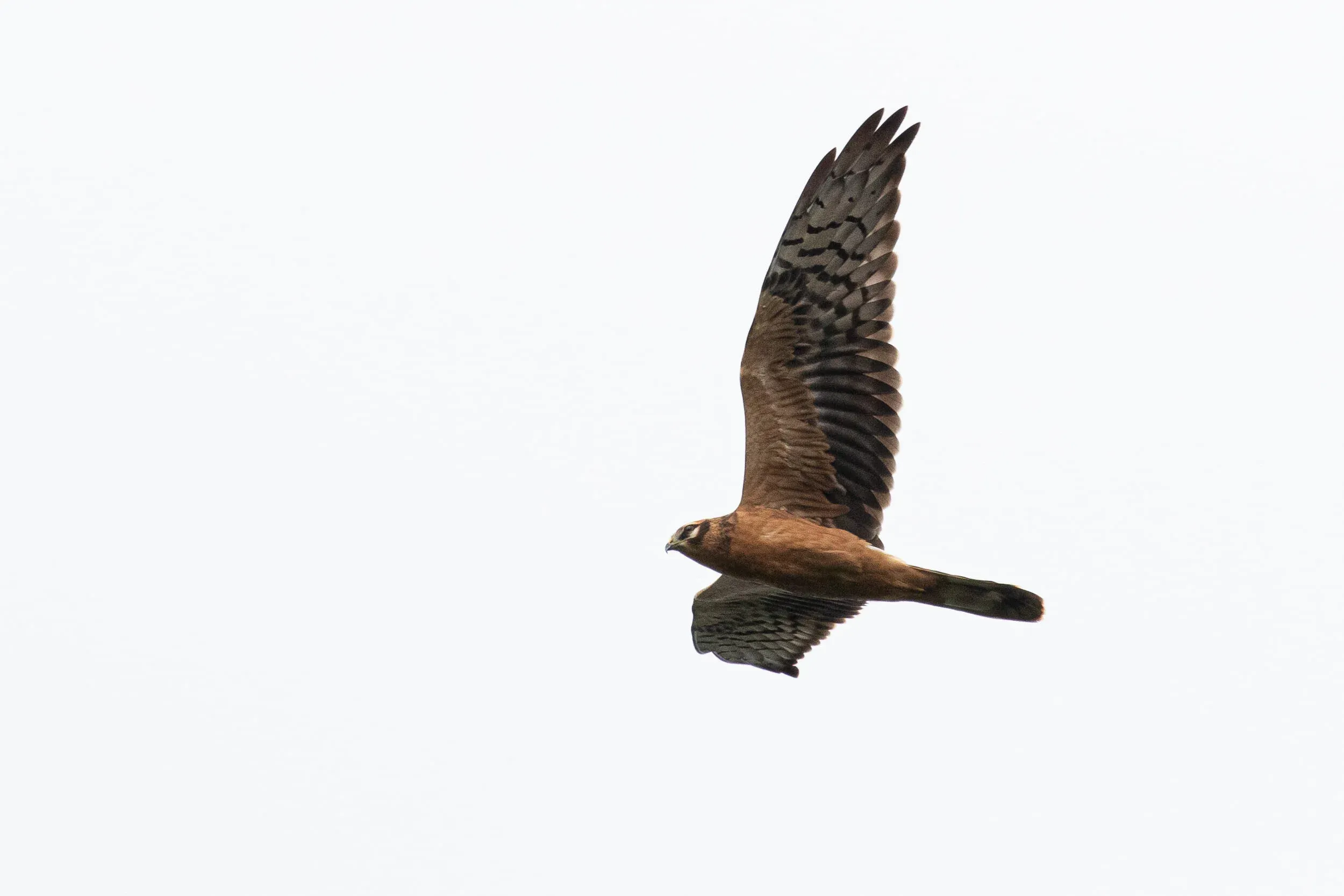 September 7th. Juvenile Montagu’s Harrier.