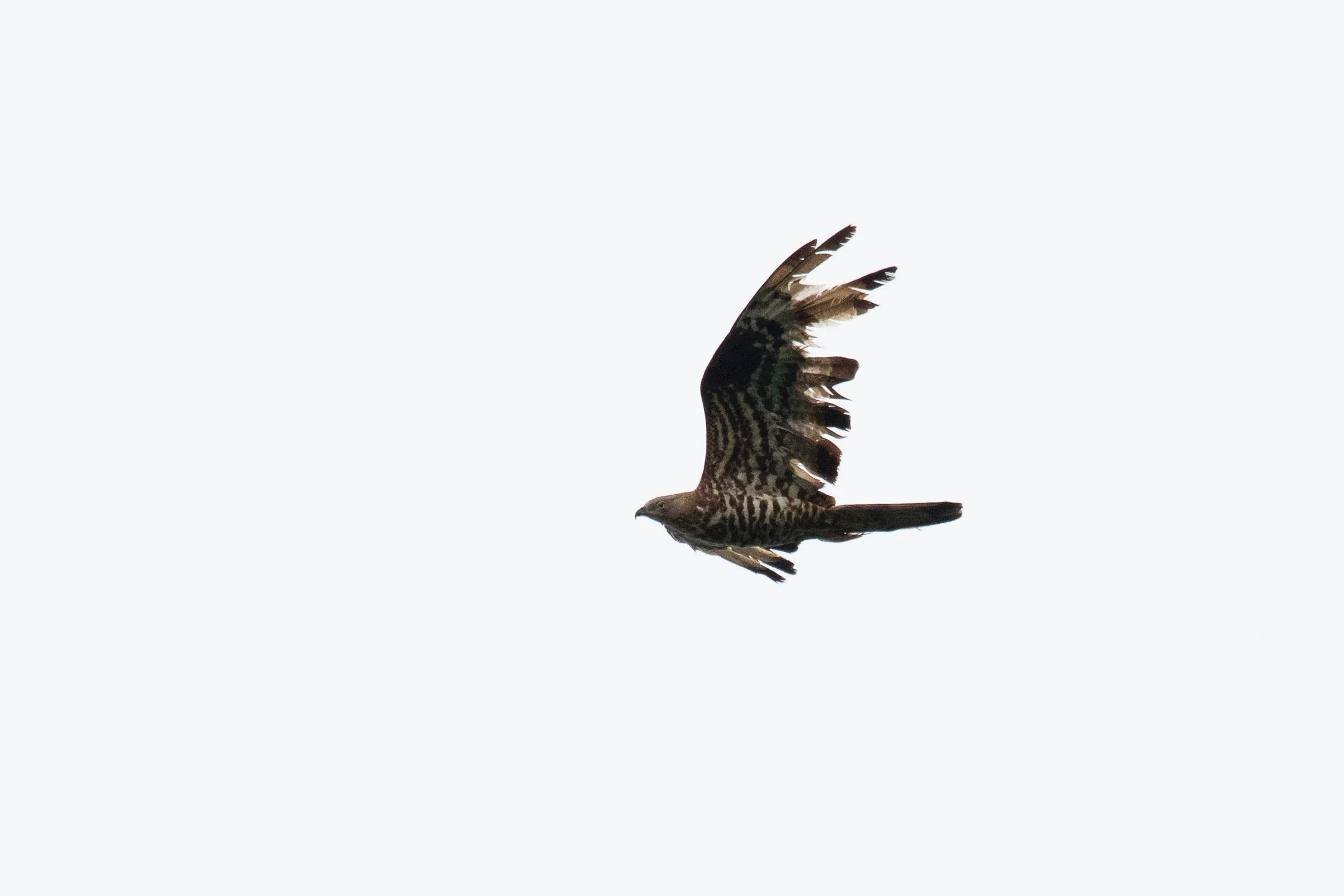 September 7th. It’s a miracle this bird can still fly. I’m left wondering what’s the cause of damage like this: hunting or some other problems? Or a combination?