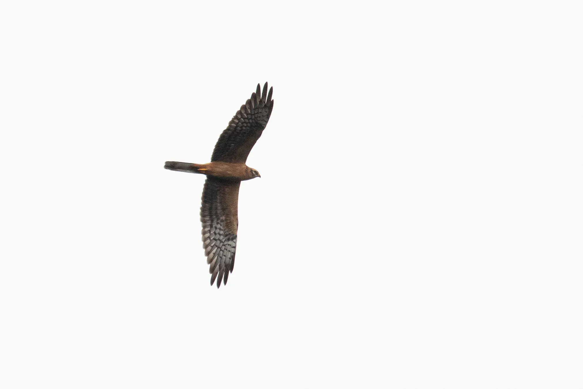 September 7th. Juvenile Montagu’s Harrier.