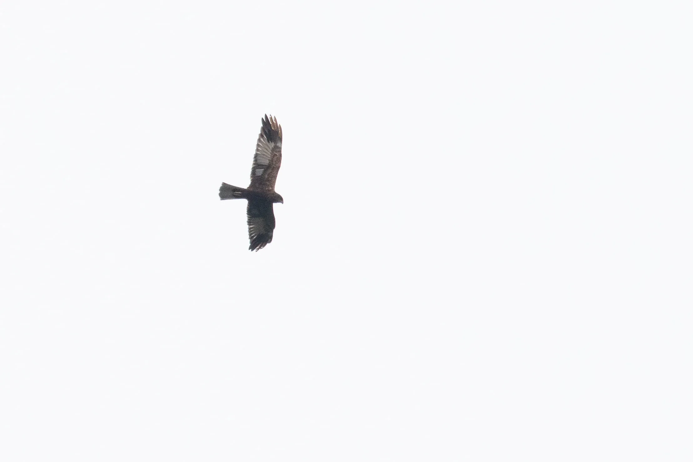 September 7th. Immature (2cy) male Marsh Harrier, aged by retained juvenile outer primaries and secondaries.