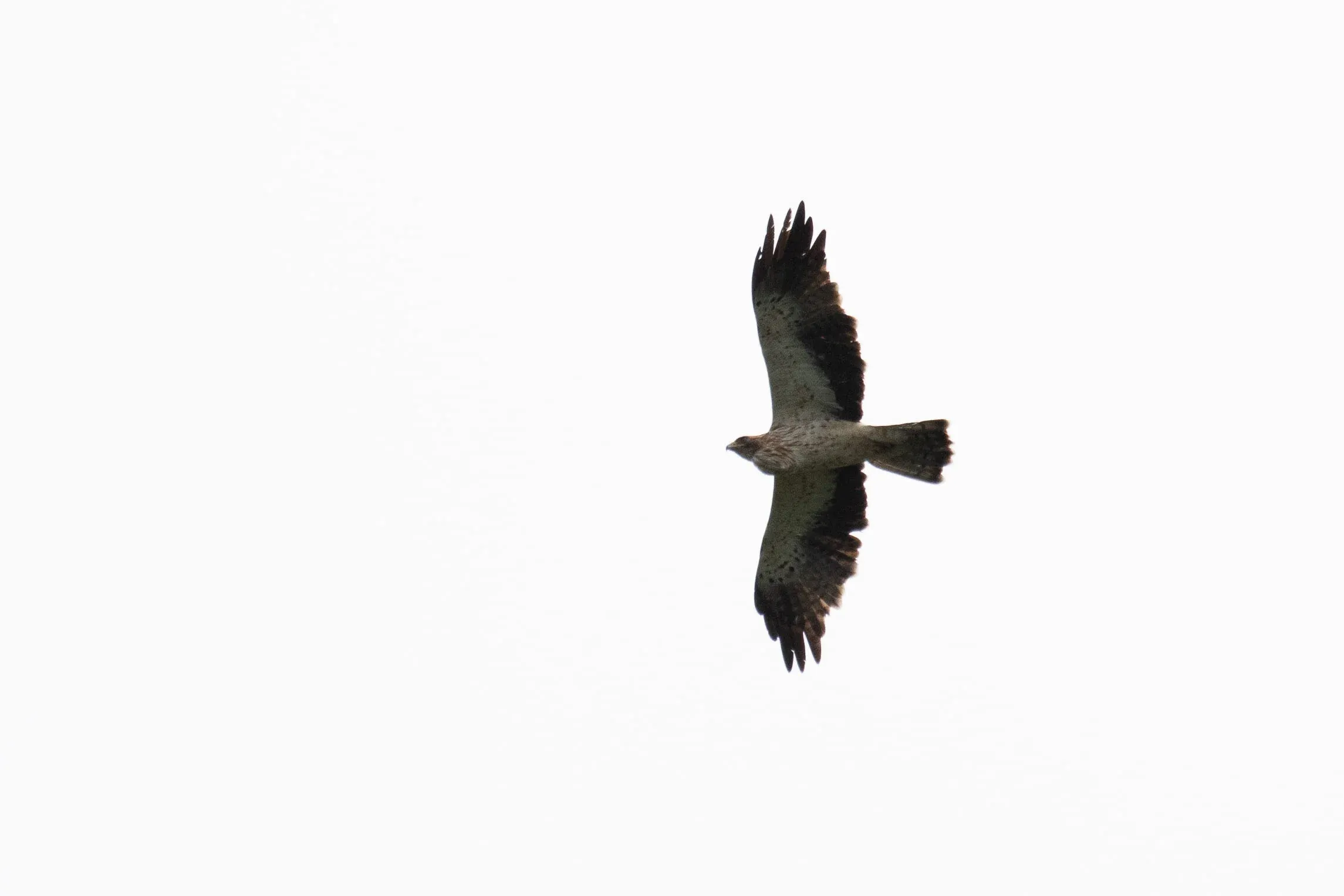 September 9th. Ageing Booted Eagles is generally really difficult, but I’m confident this is an immature (2cy) bird with 3 clearly worn juvenile outer primaries. This bird must have had quite a good lunch somewhere along the way south.