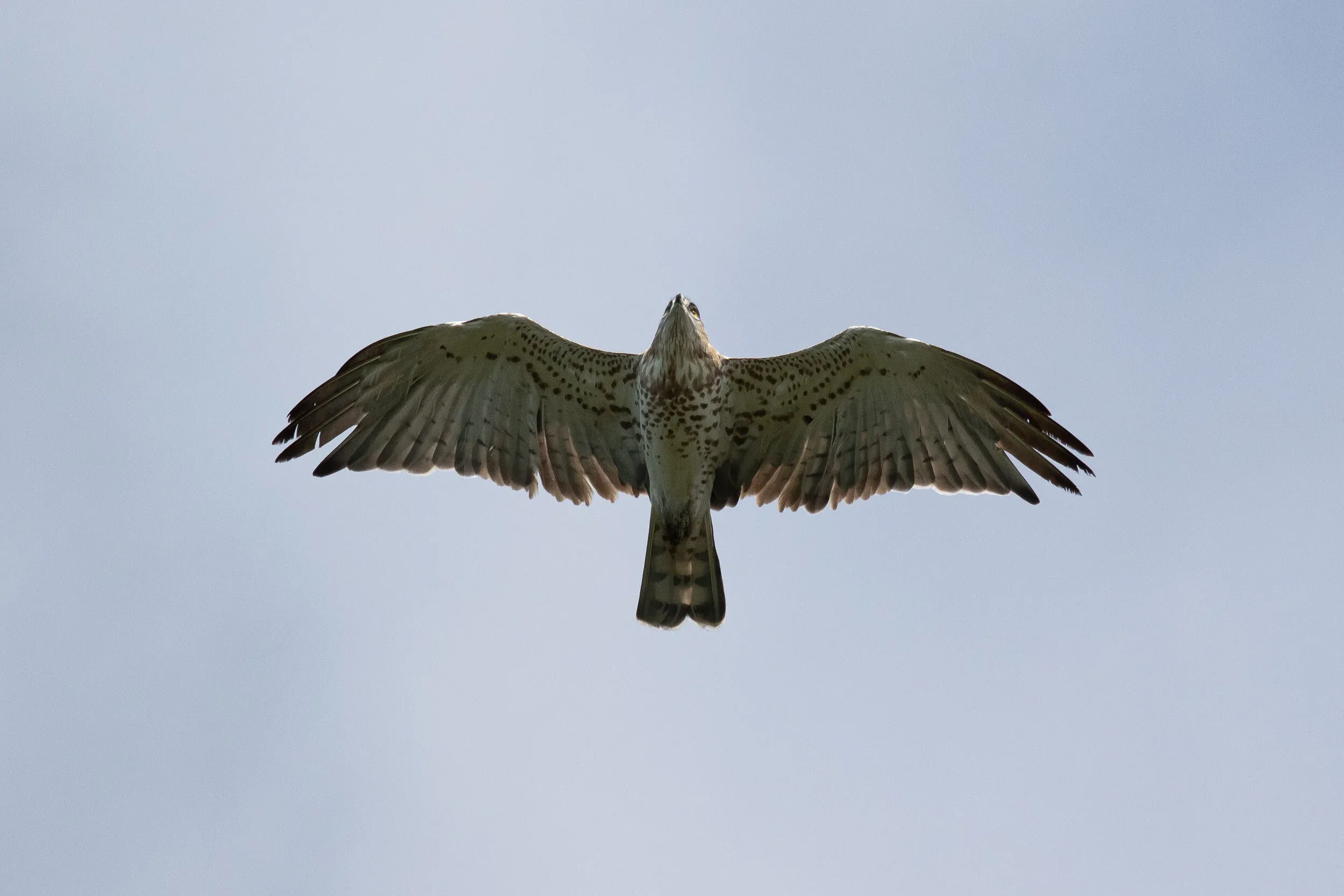 September 12th. Another light bird: an immature Short-toed Eagle.