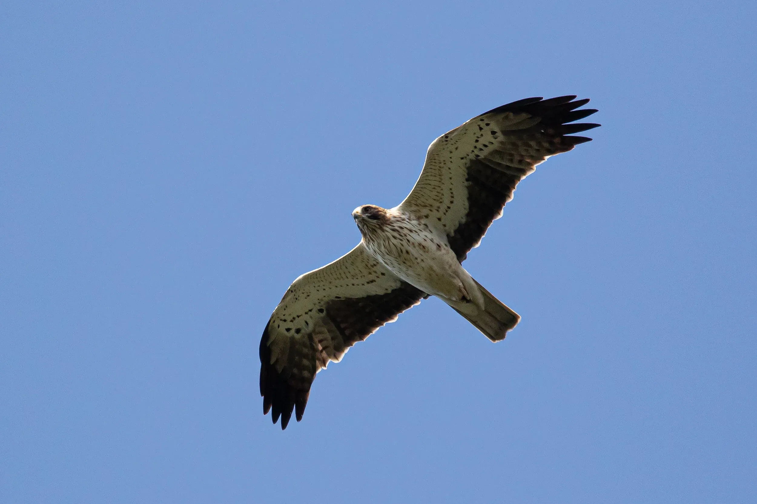 September 12th. And another… A non-juvenile light morph Booted Eagle.
