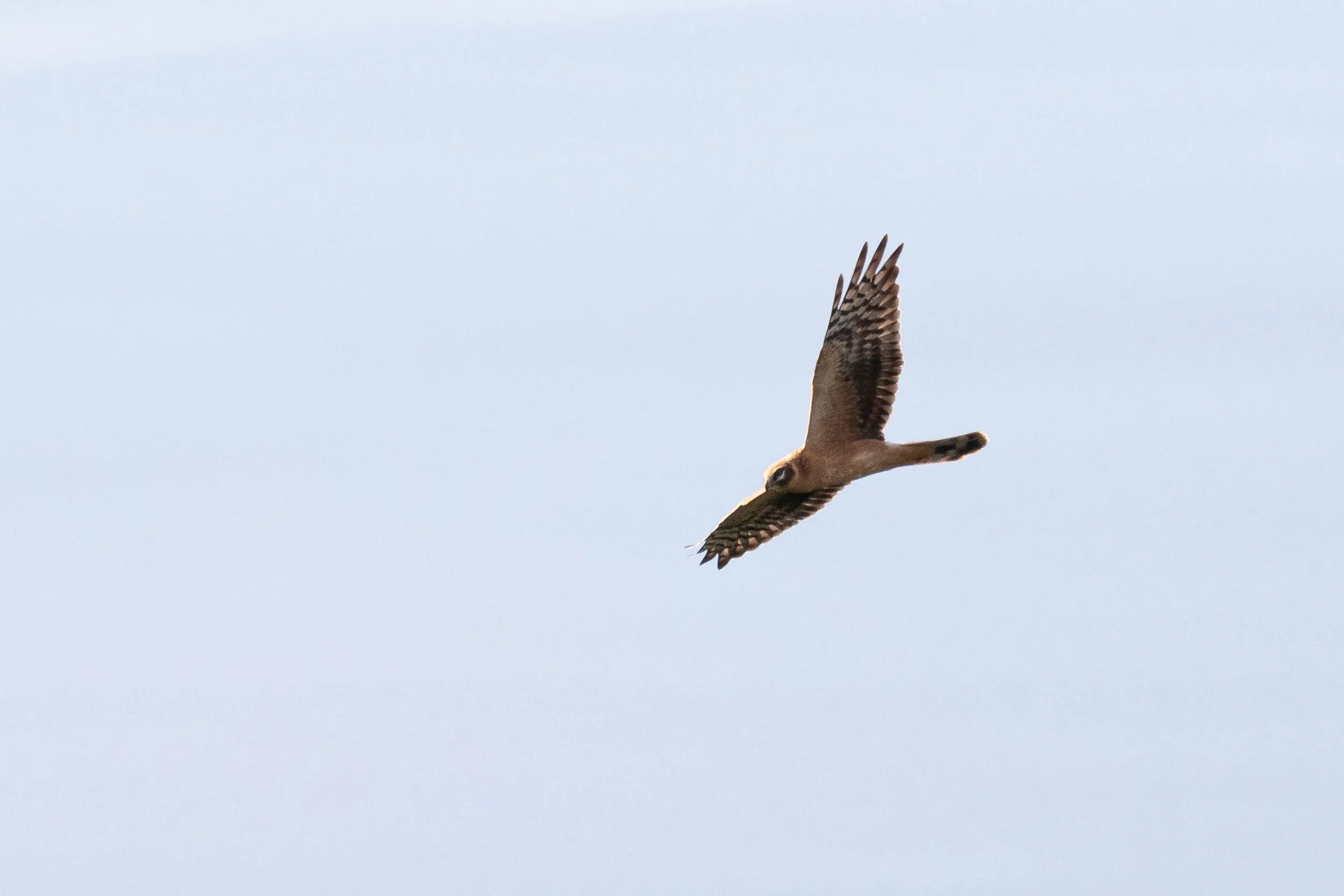 September 12th. Presumably a juvenile Pallid Harrier. I don’t see much ‘wrong’ for this species, but cannot recall many juveniles that showed such a faint dark boa.