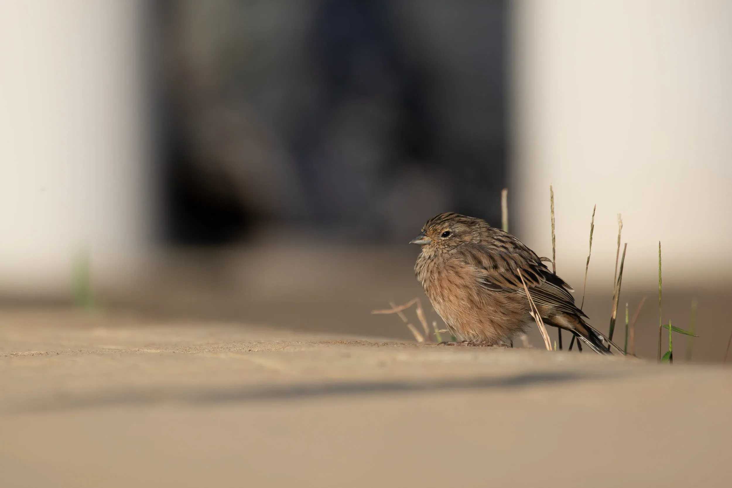 September 13th. First winter Rock Bunting resting on Station 1 if I’m right…