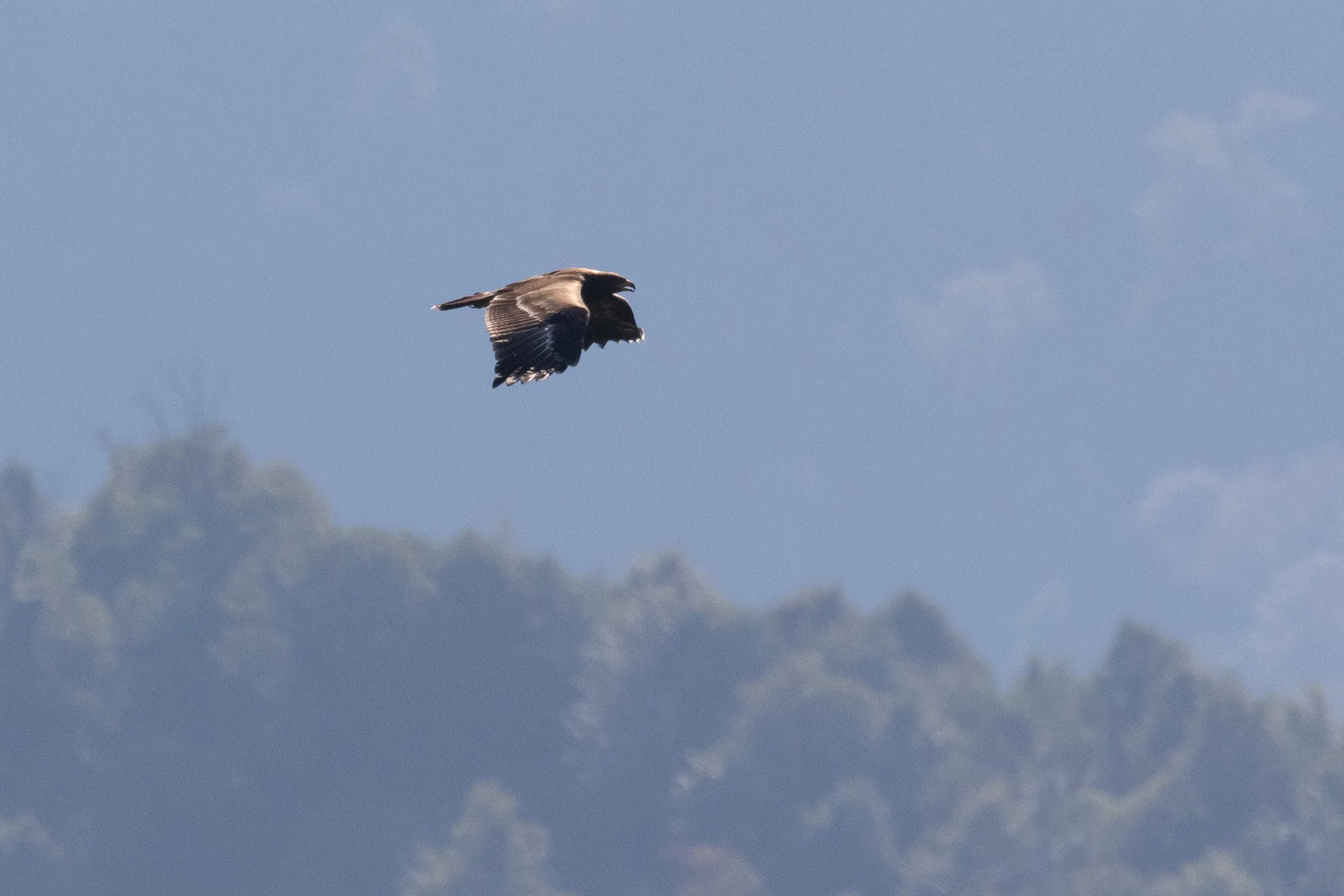 September 18th. Another juvenile Lesser Spotted Eagle, showing the typical thin white-tipped trailing edge and greater coverts, and thin but distinct barring throughout the flight feathers.