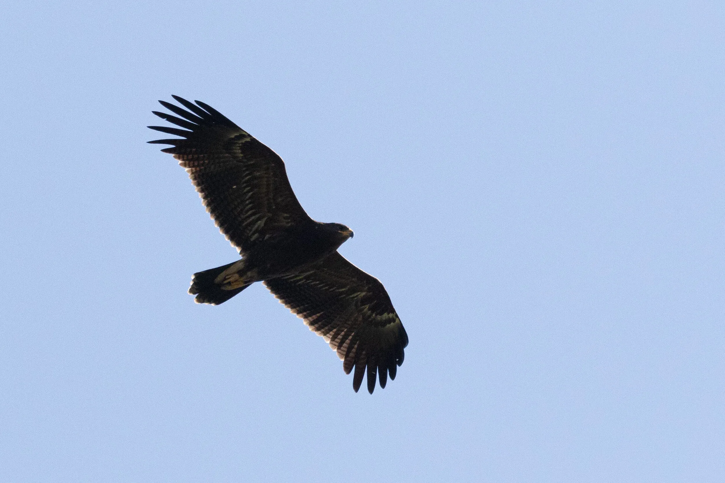 September 18th. A juvenile Lesser Spotted Eagle, again. Quite a dark bird in this case.
