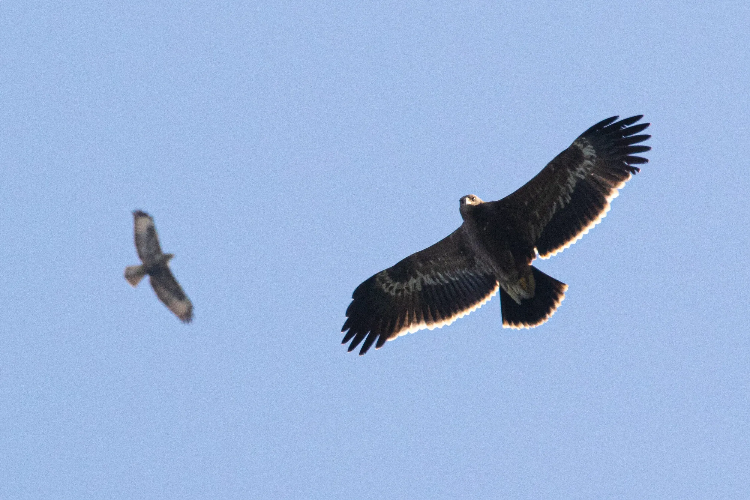 September 20th. An inquisitive juvenile Steppe Eagle and Steppe Buzzard (left).