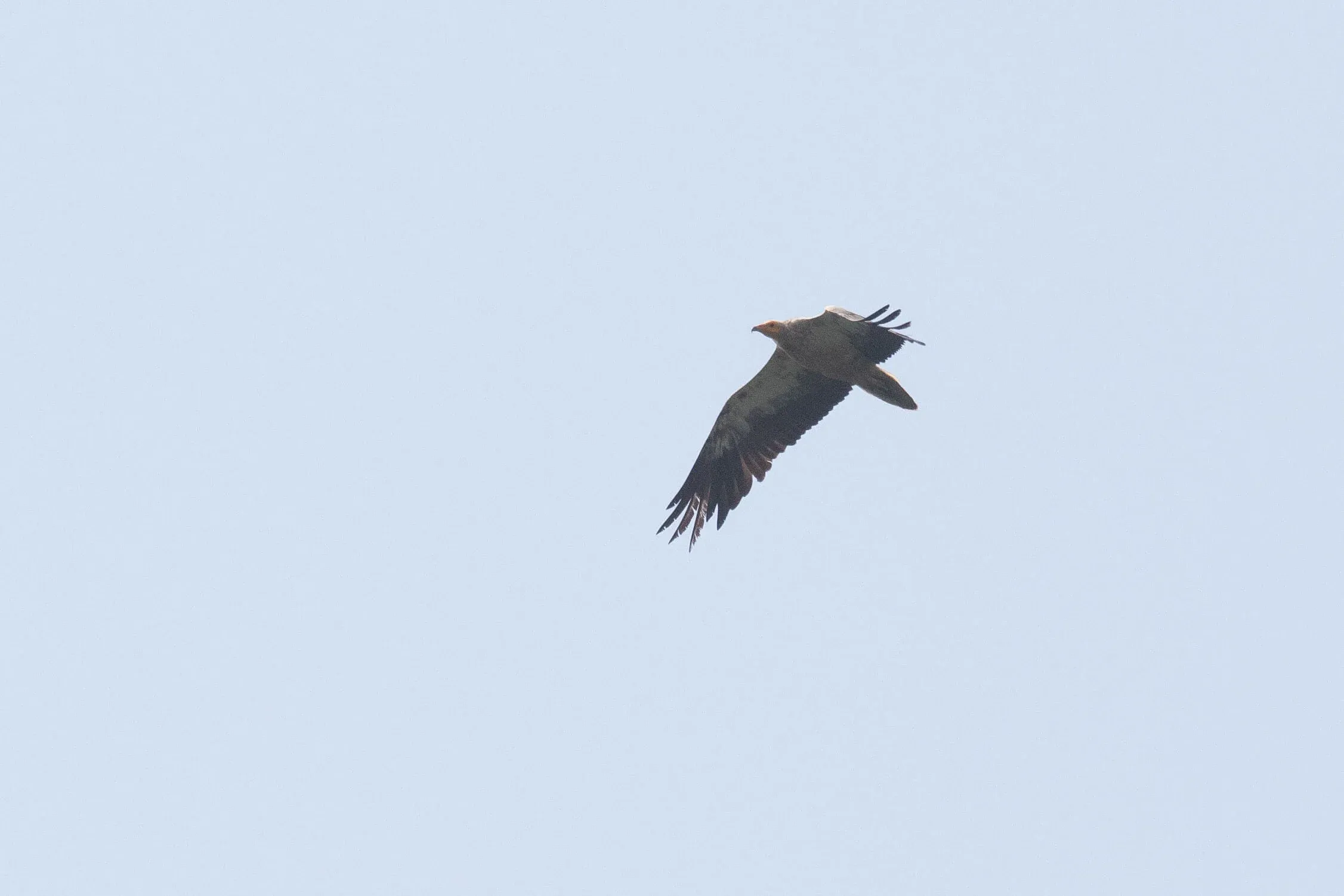 September 20th. My first-ever somewhat decent flight-shot of an Egyptian Vulture. A third plumage bird with yellow bare parts in the face, still dark mottling in the underwing and 2 moult fronts visible in the primaries.