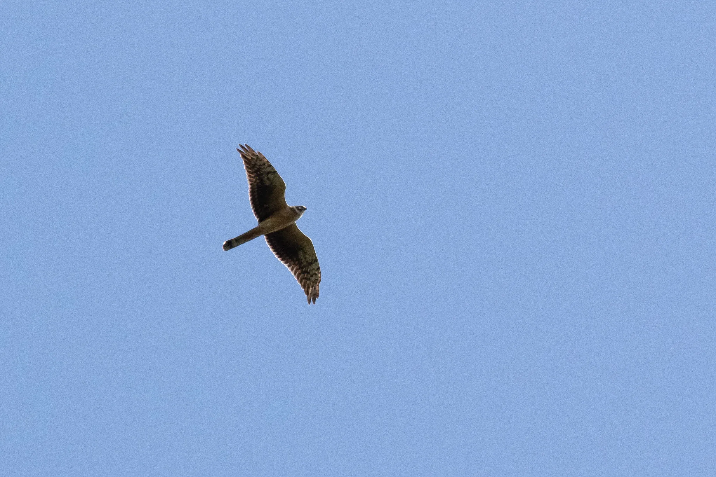 September 22nd. Juvenile (male?) Pallid Harrier, a typical bird.
