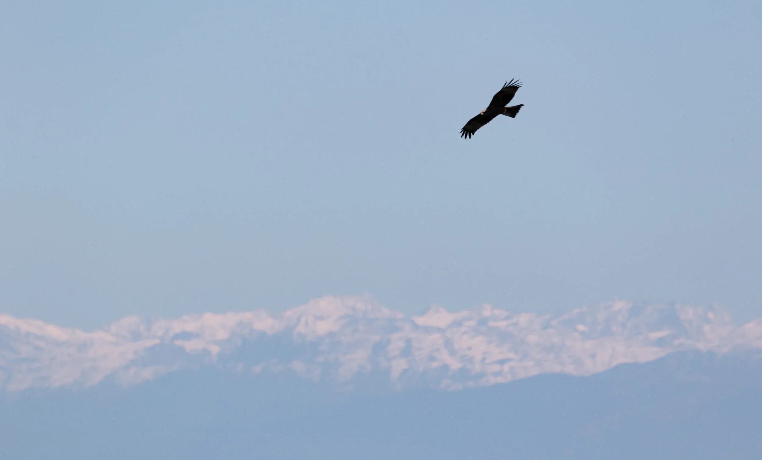 September 23rd. A single Black Kite over the Greater Caucasus. Unfortunately we were dealing with lots of haze this season, making the Greater Caucasus very difficult to see in October (usually the best month to see it).