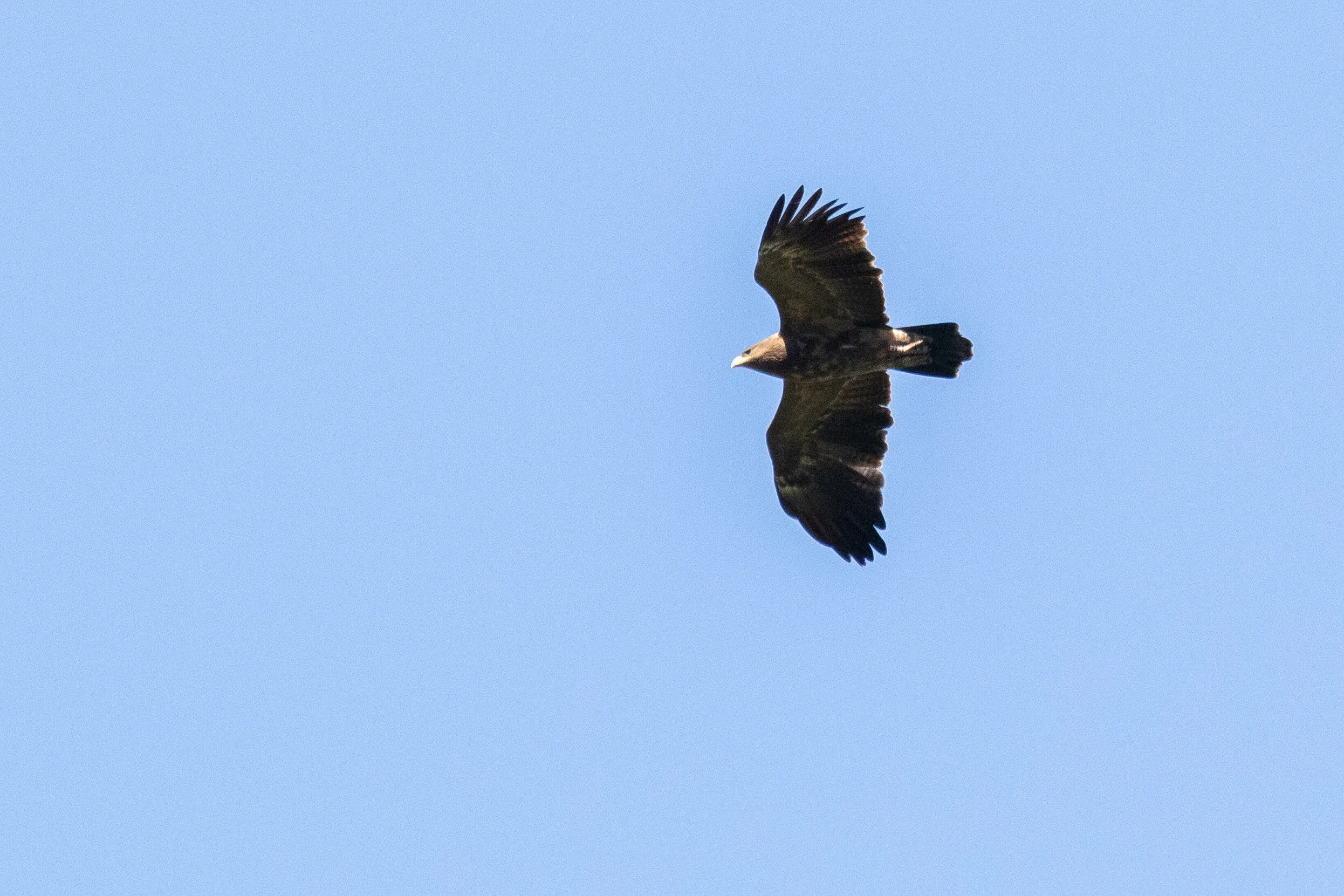 September 24th. Immature Lesser Spotted Eagle. I only discovered this bird is color-ringed while going through the photos on my computer. The code is RW-?44, indicating the bird was ringed in Poland. Will be interesting to hear more about this bird (especially if it concerns a hybrid).