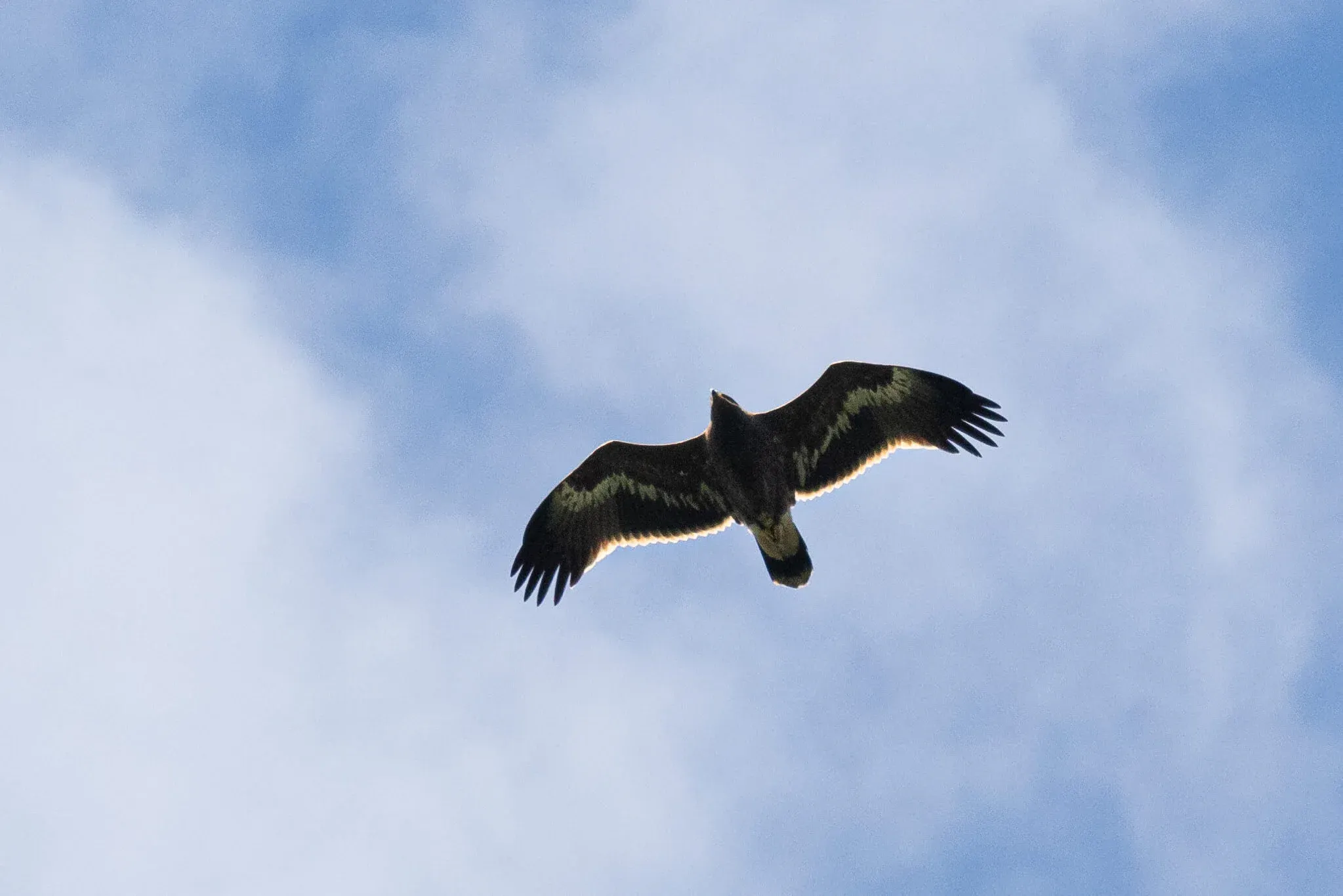 September 24th. A juvenile Steppe Eagle with the striking, but typical, white trailing edge to the wing.
