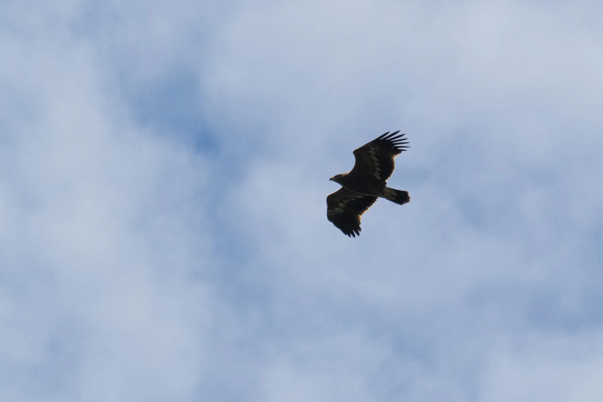 September 24th. Another juvenile Steppe Eagle, but this time with very little white along the trailing edge. Not so typical…