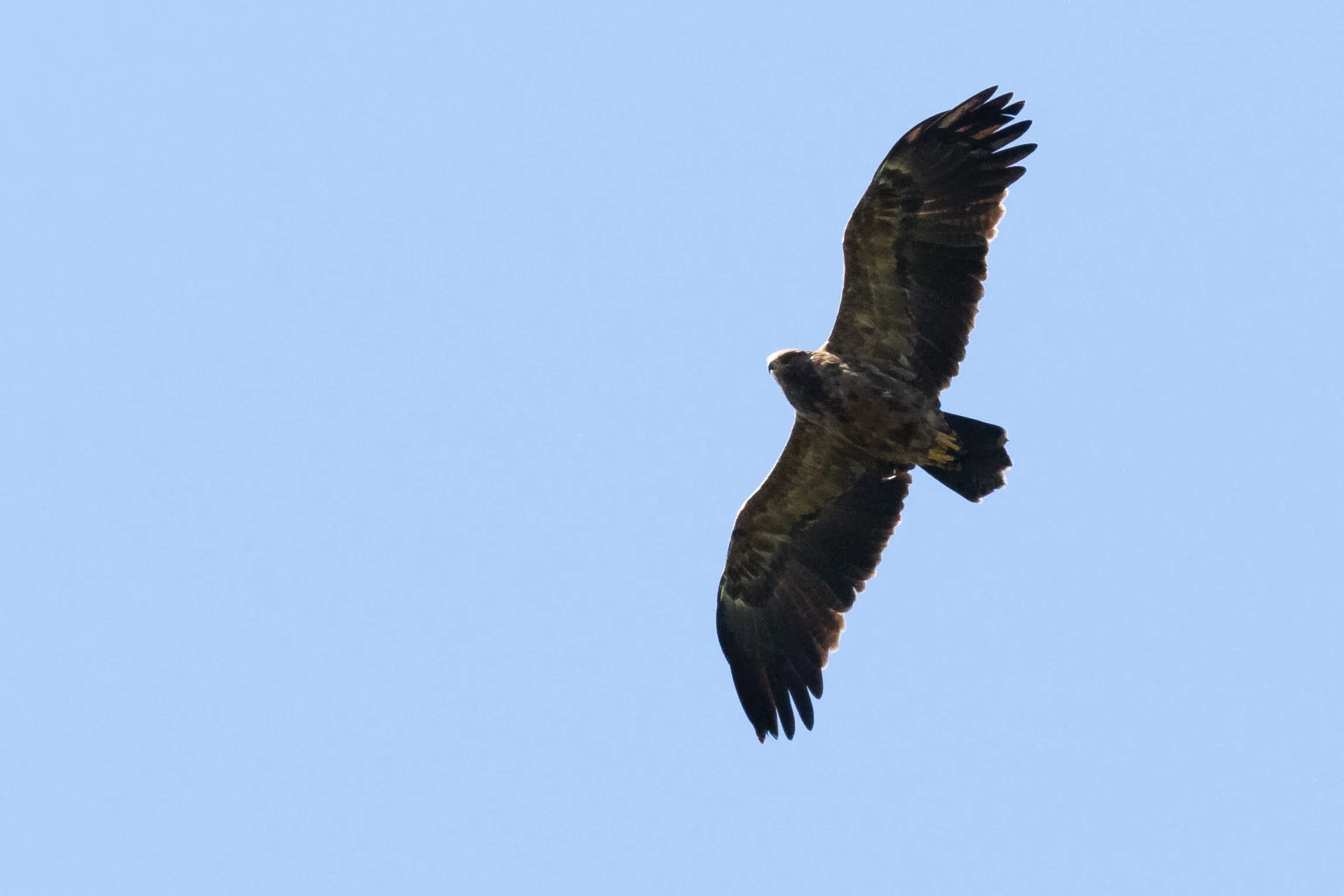 September 24th. An adult(-type) Lesser Spotted Eagle. I guess the eye is dark mostly because of the light?