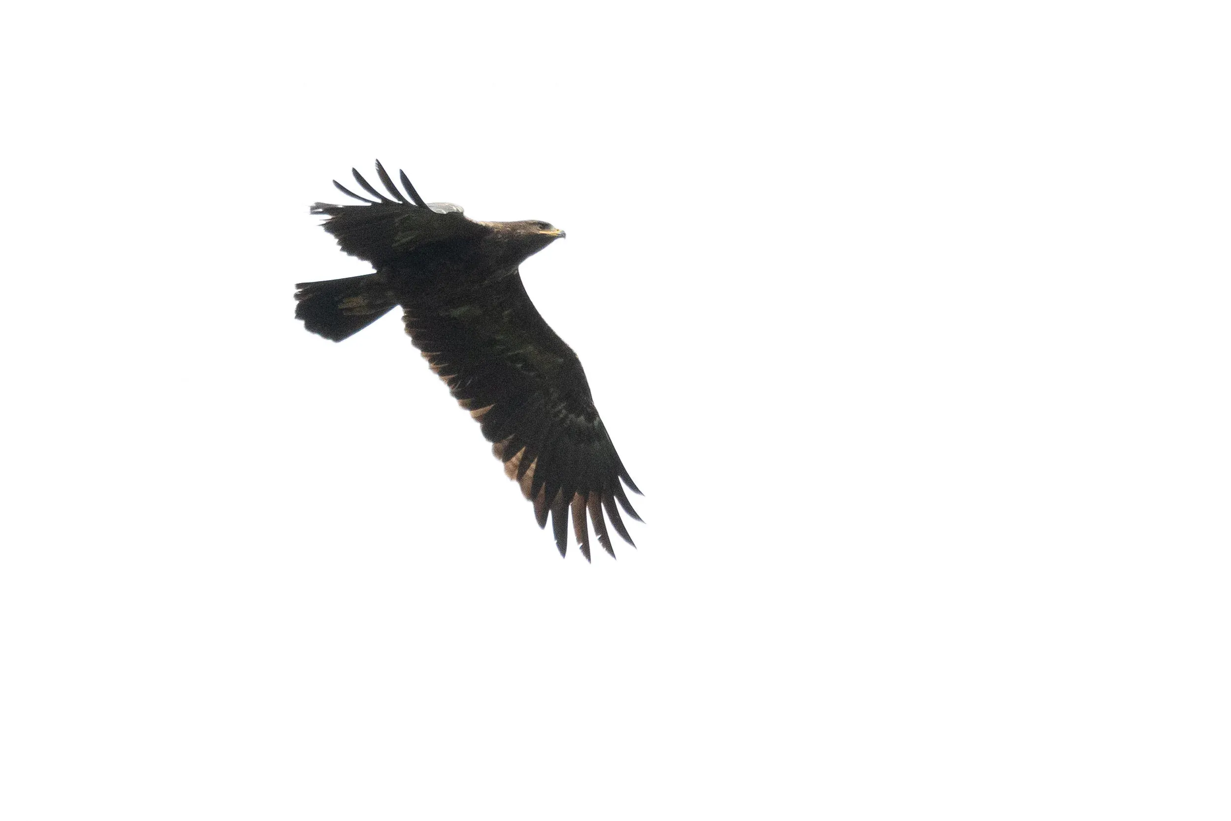 September 26th. Another non-juvenile (probably adult) Lesser Spotted Eagle.